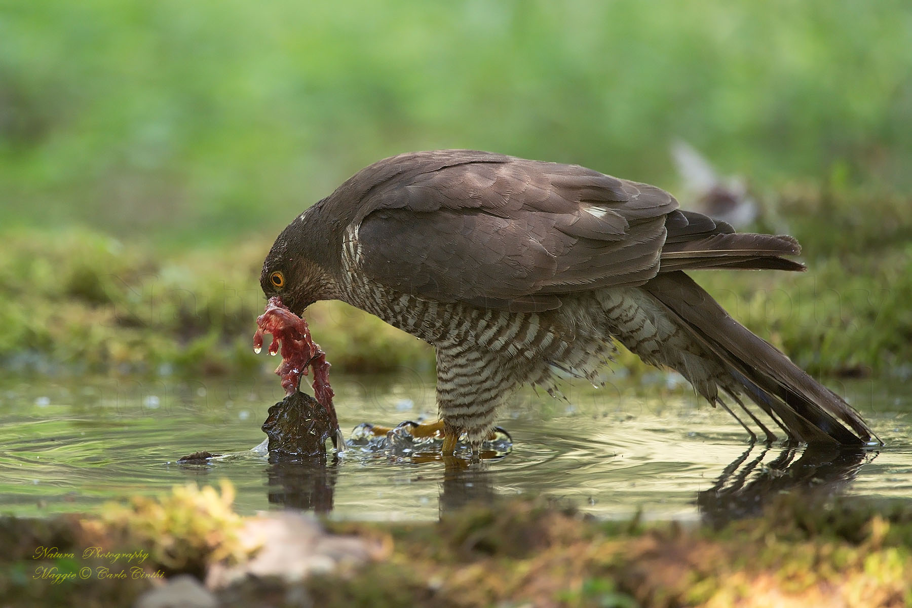 Female sparrows with prey