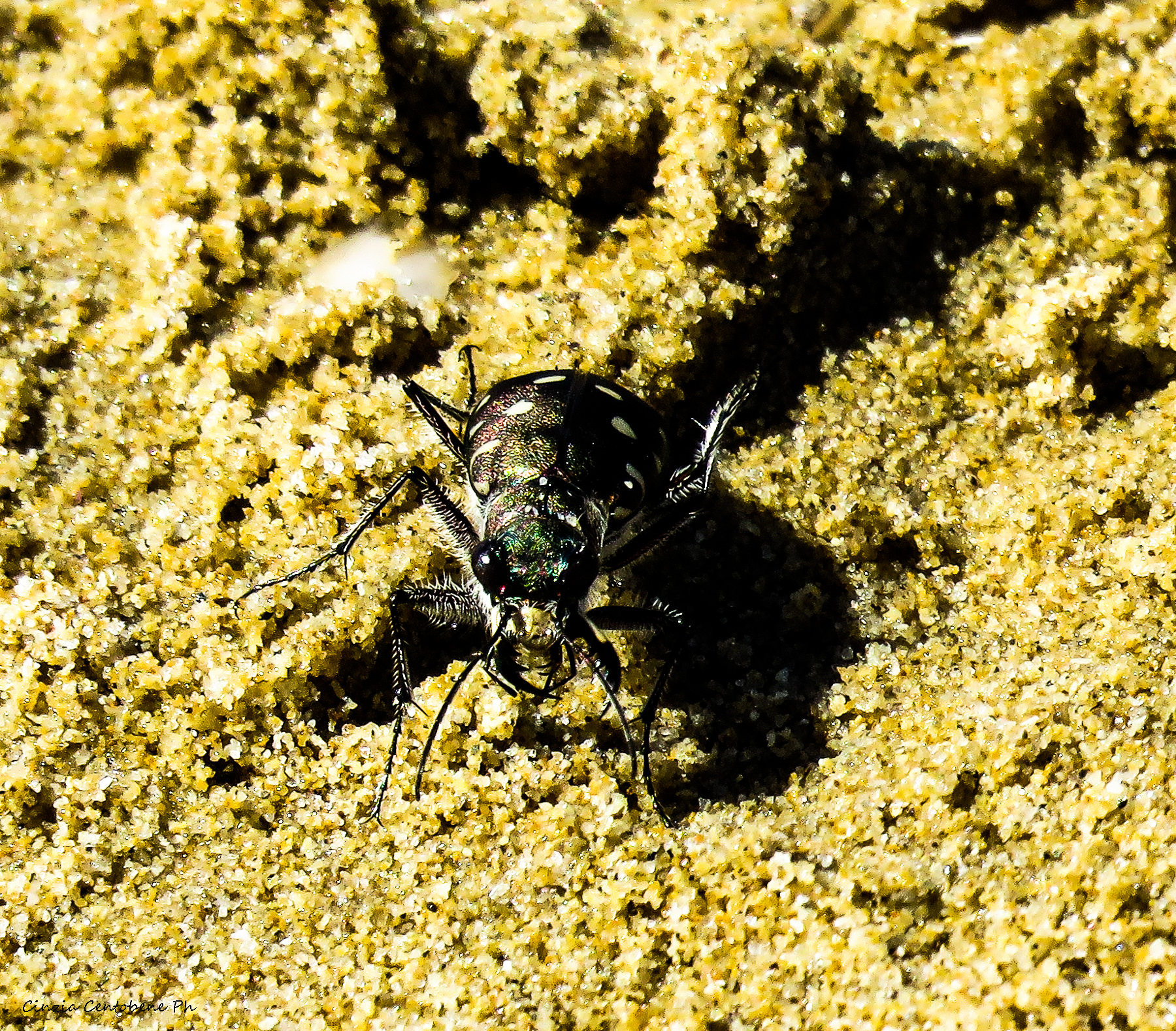 esserino sulla sabbia