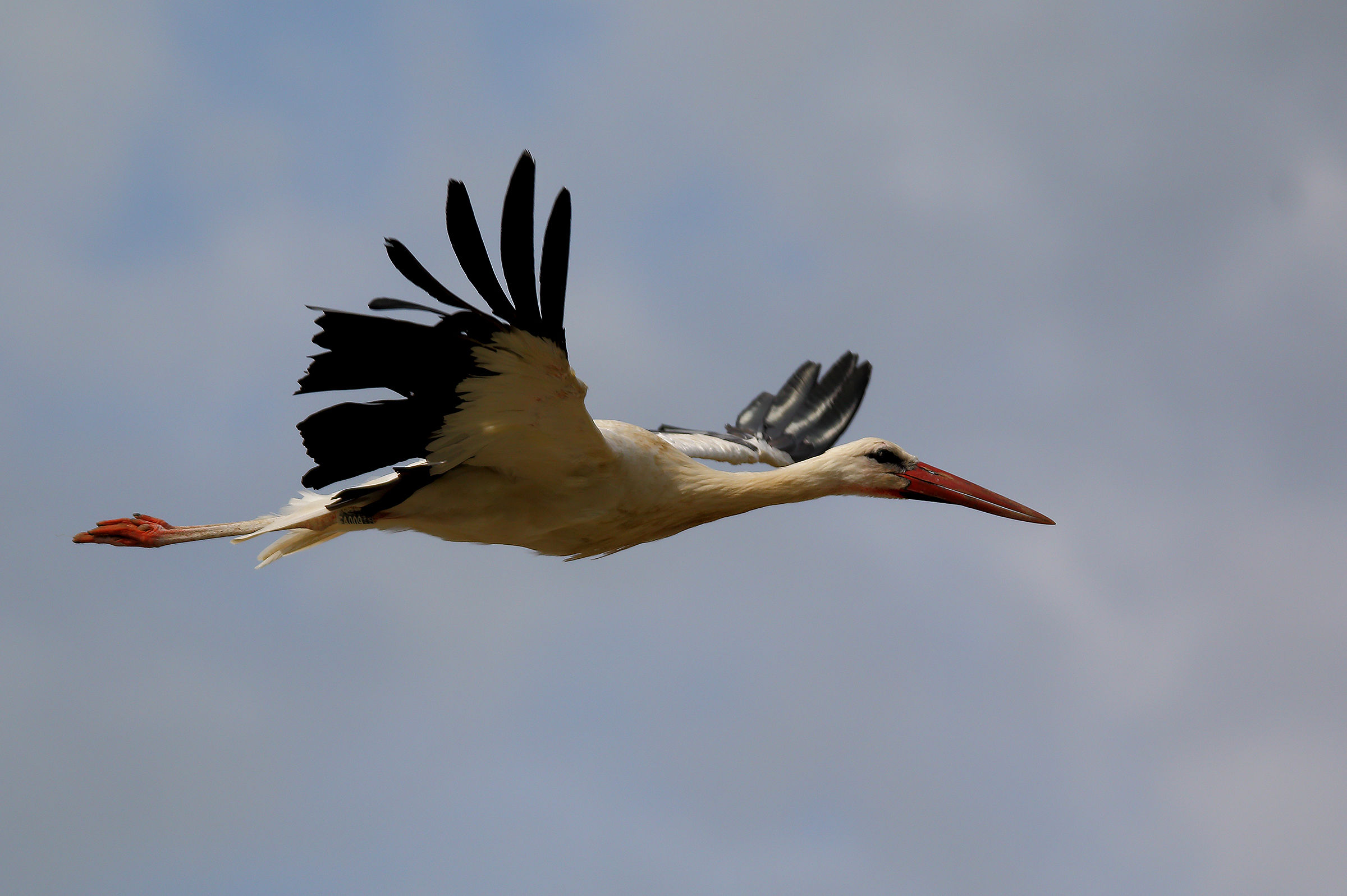 stork
