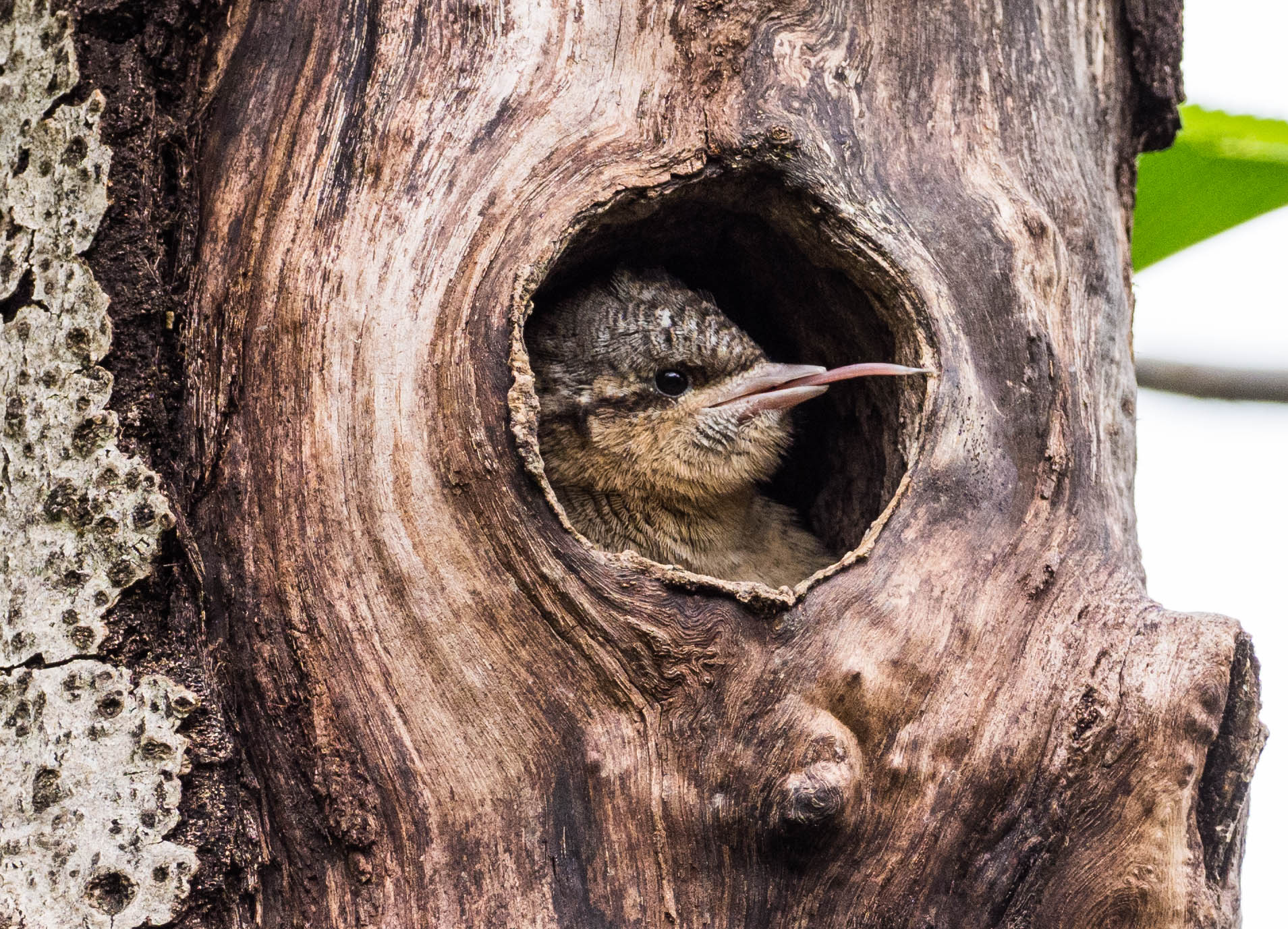 Torcicollo insolente