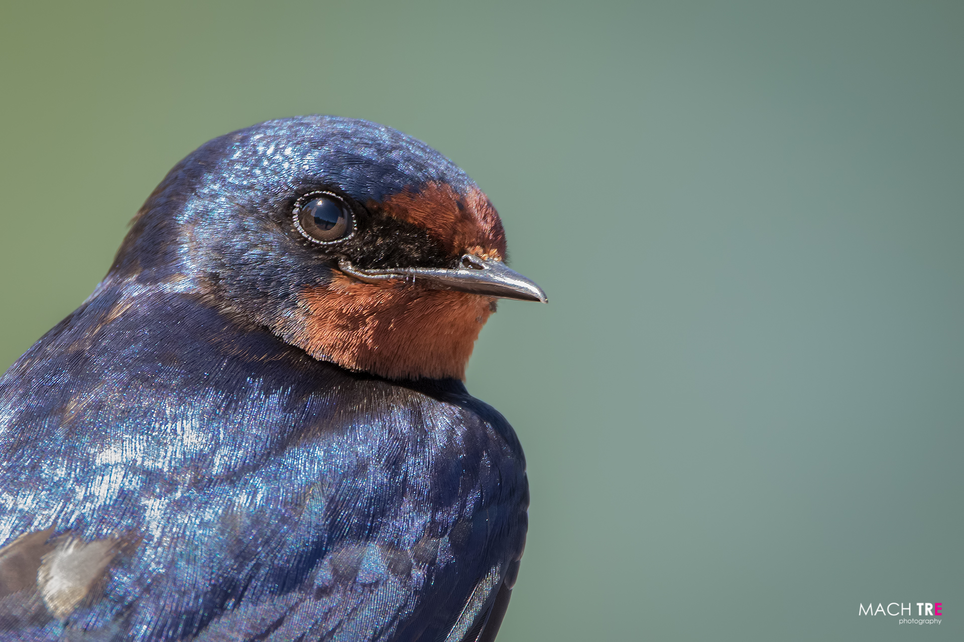 Rondine (Hirundo rustica)