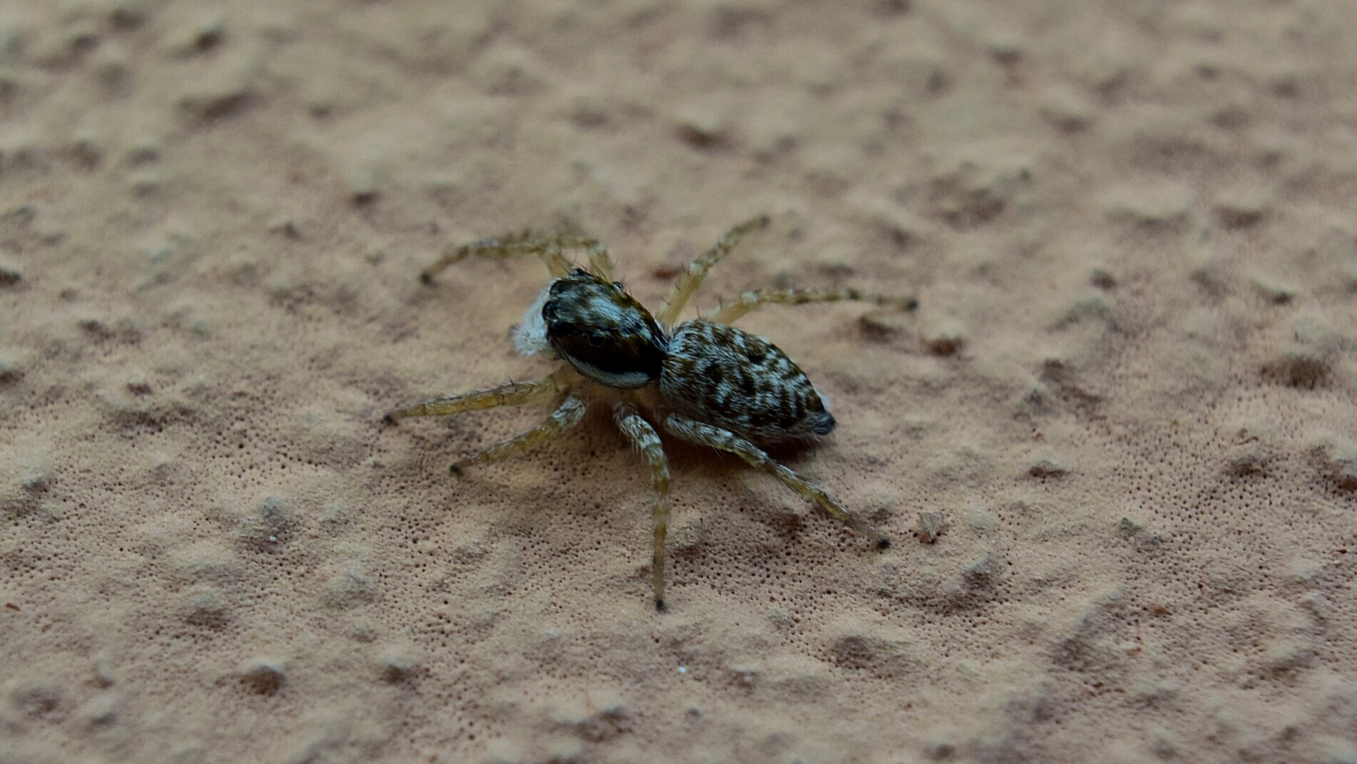 5mm spider
