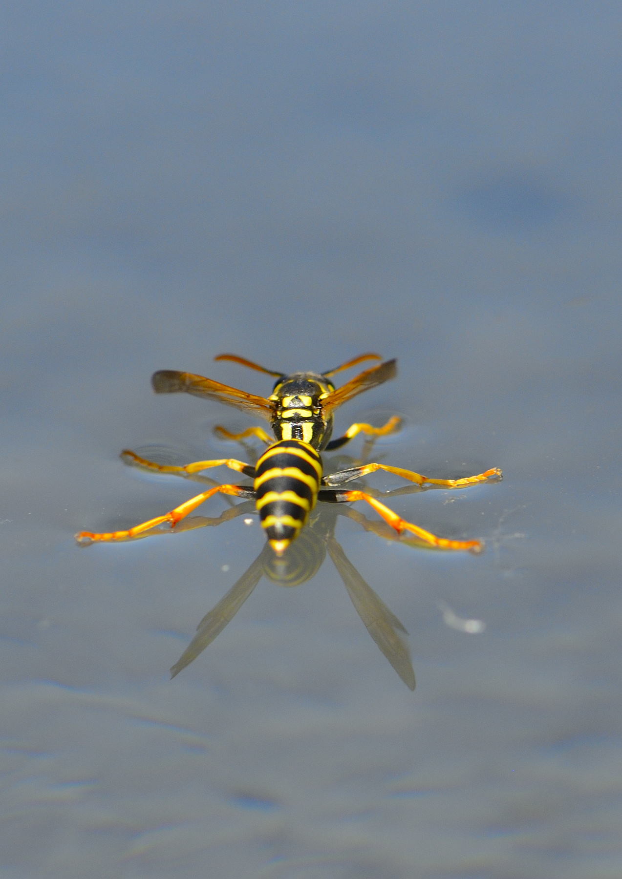 rifornimento in volo