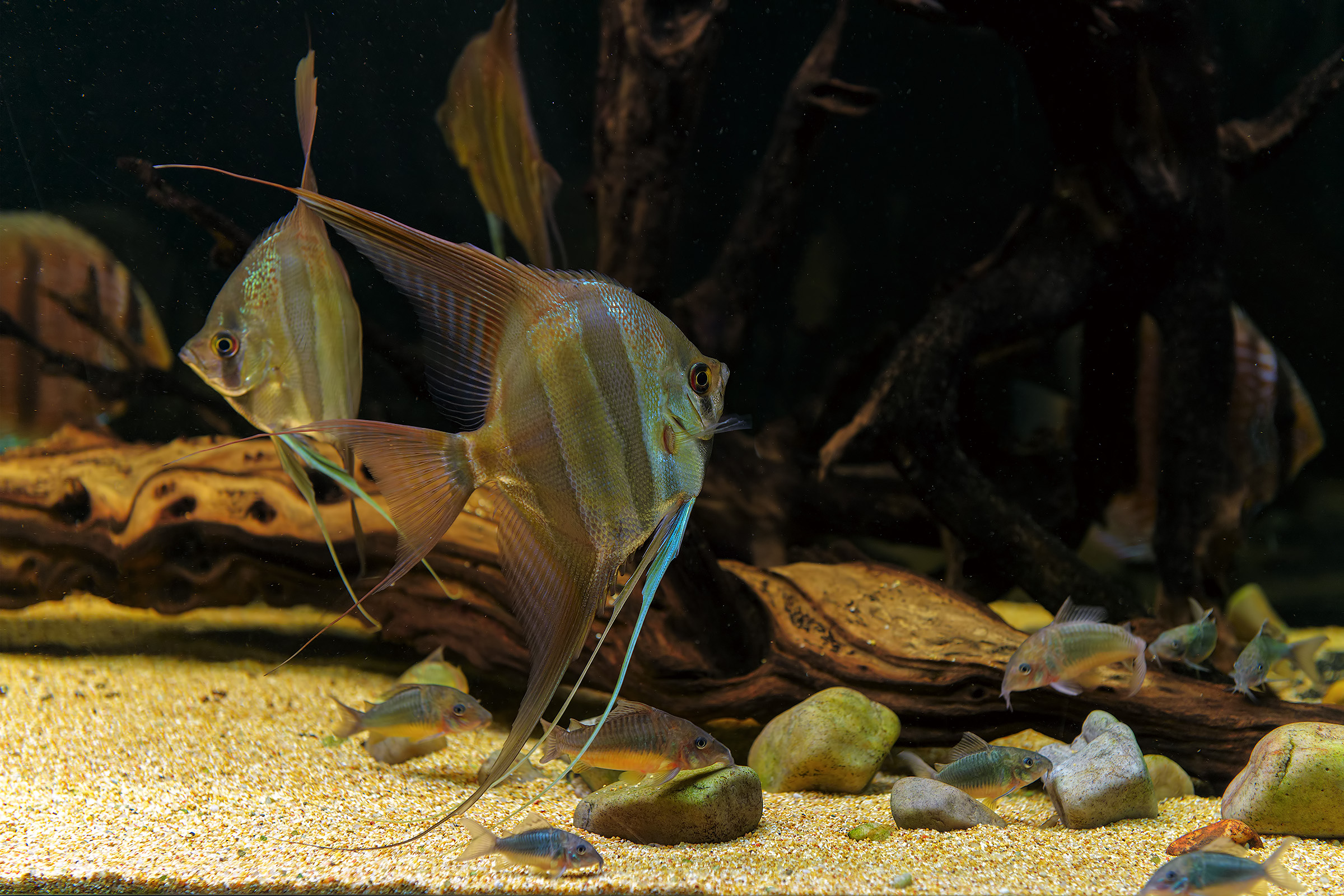Pterophyllum altum