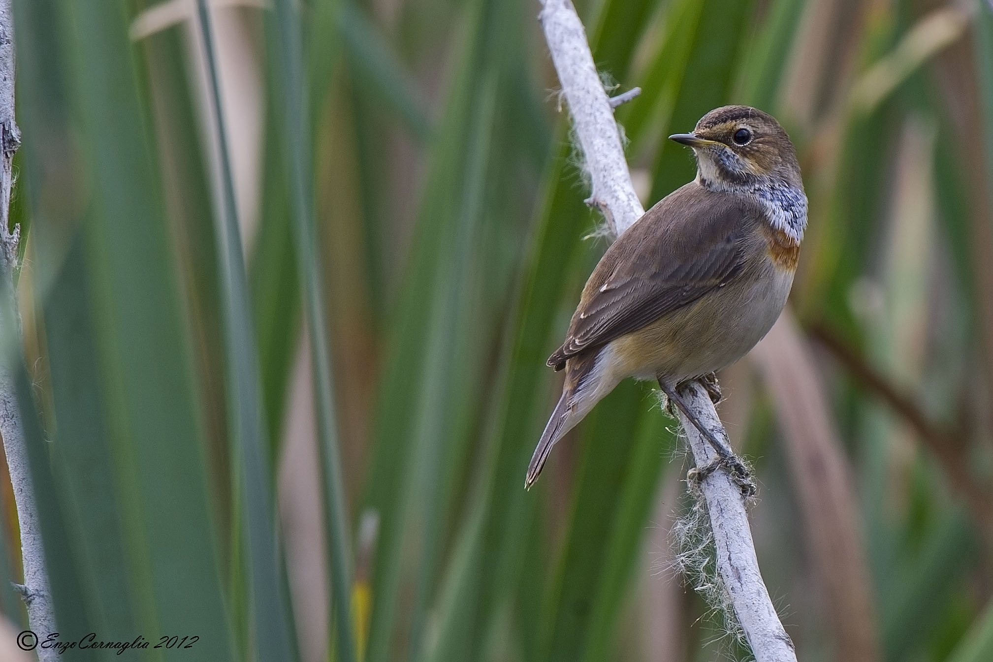 Bluethroat
