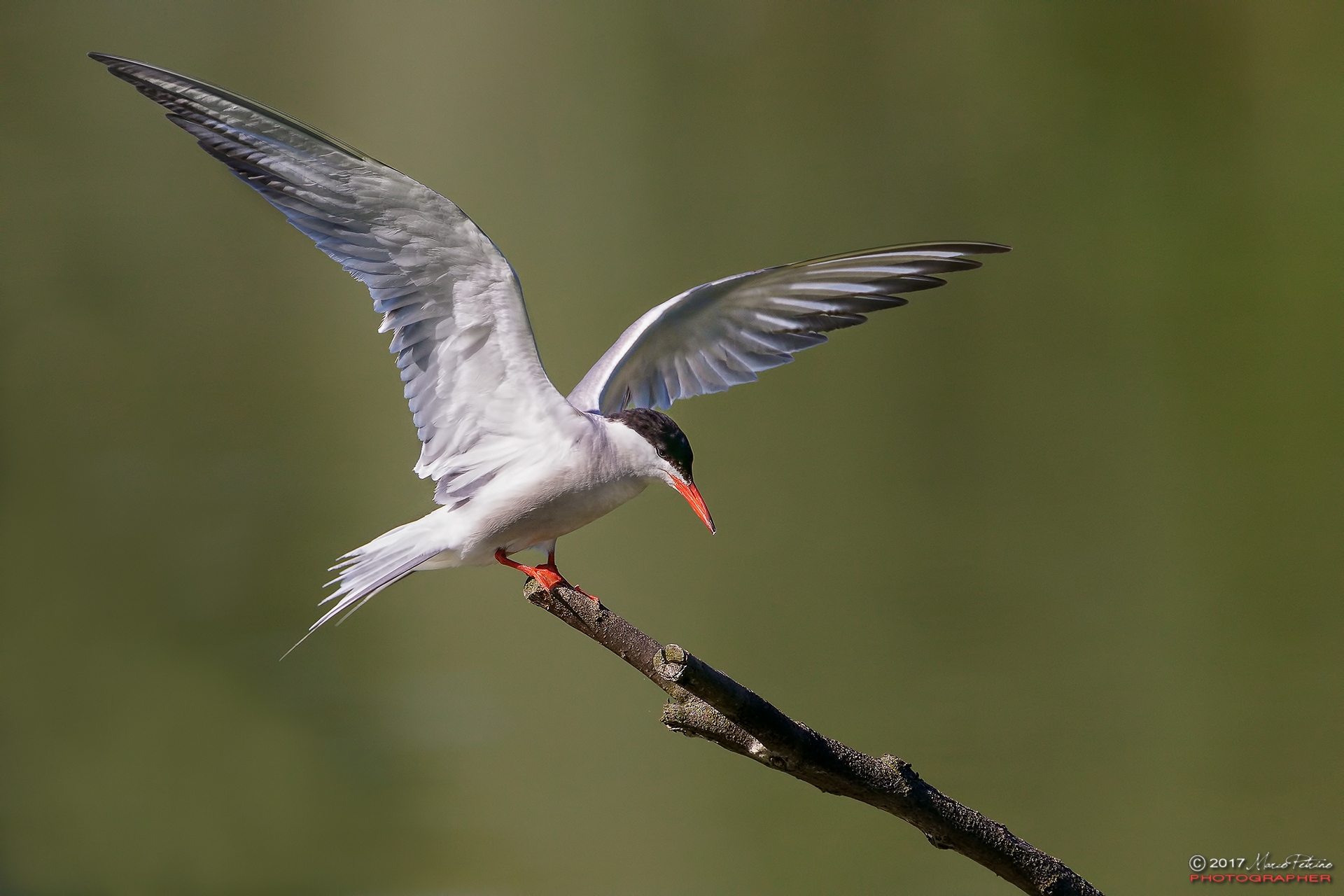 Common stern (Sterna hirundo)