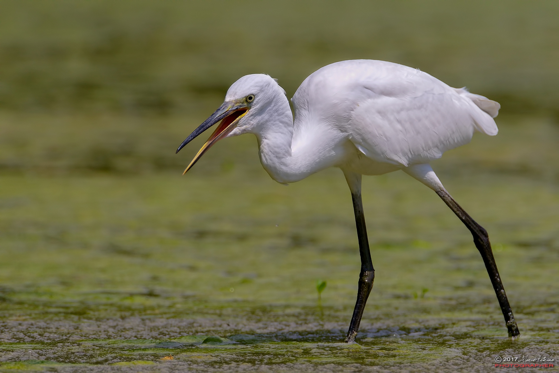Garzetta (Egretta garzetta)