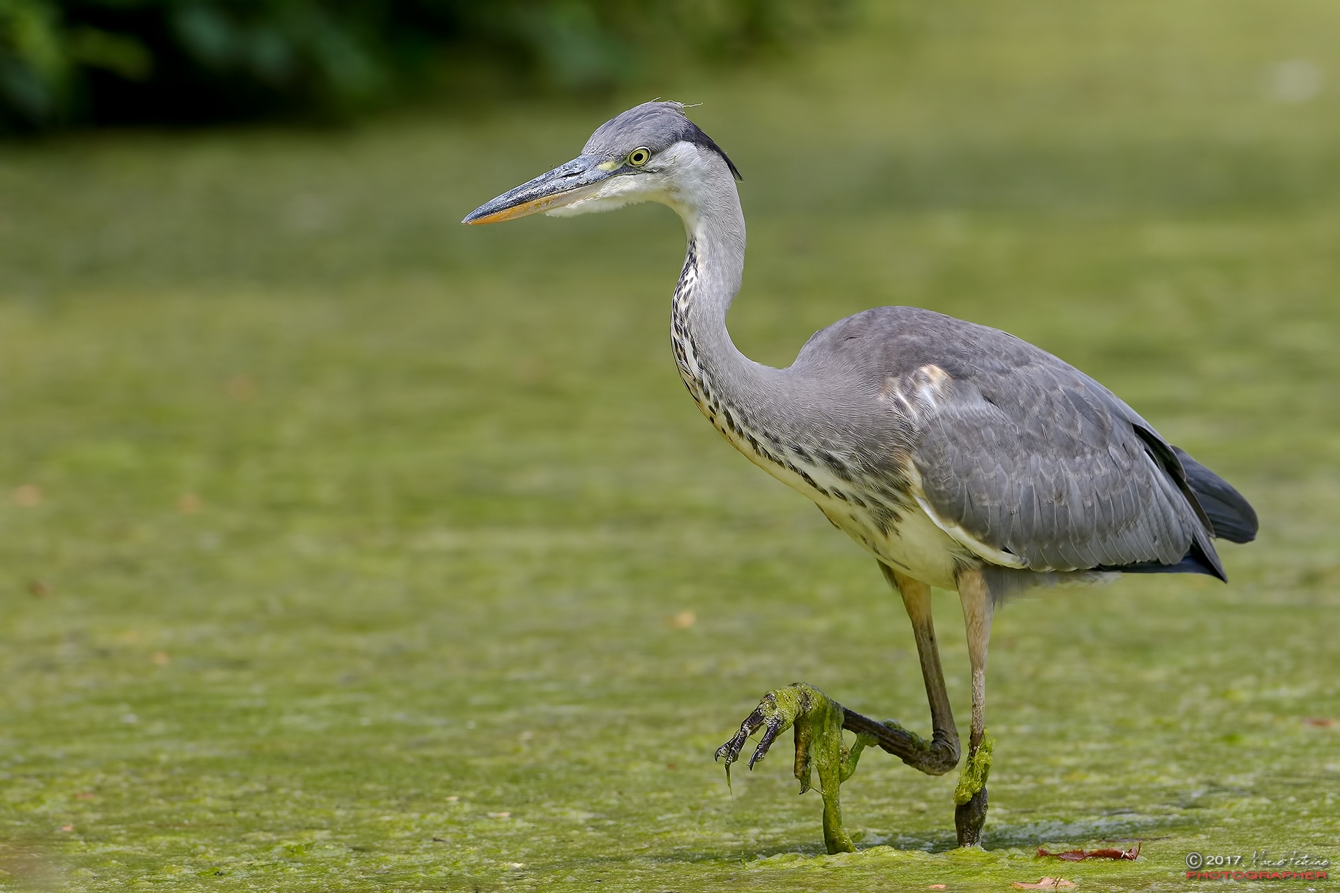 Airone Cenerino (Ardea cinerea)