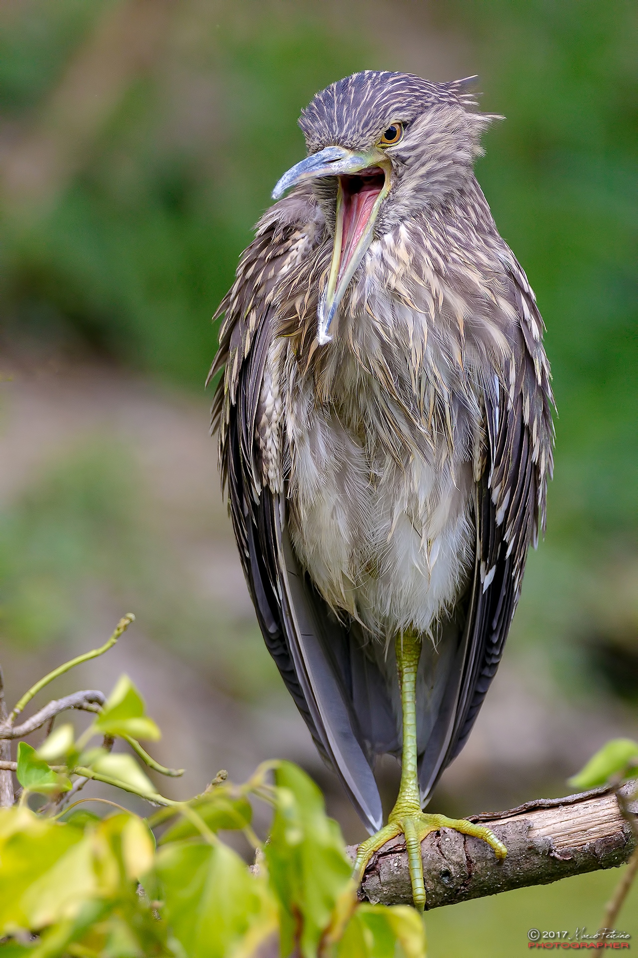 Nitticora juv. (Nycticorax nycticorax)