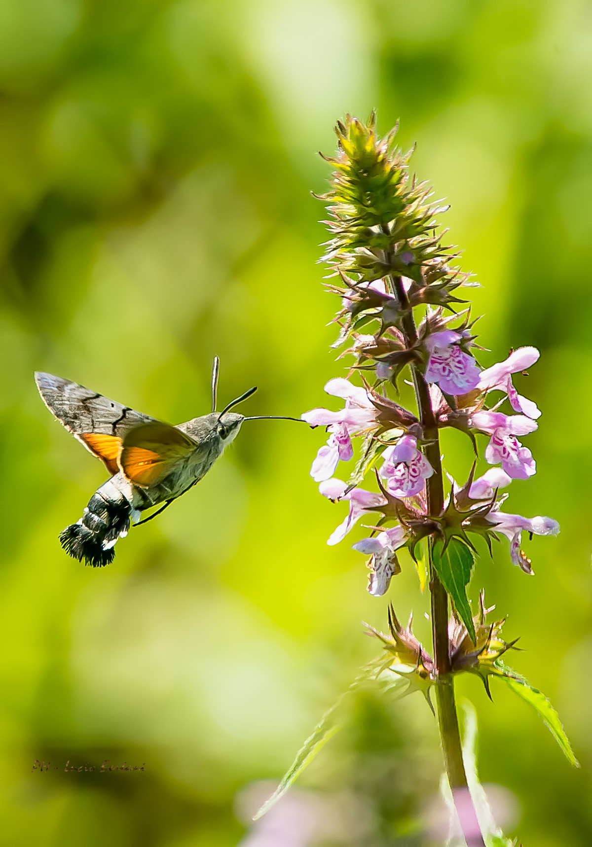 Butterfly Falena Hummingbird