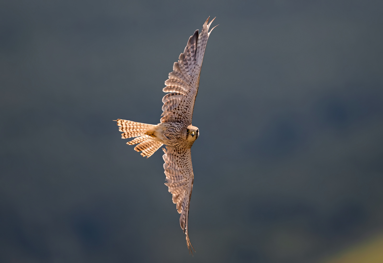Common Kestrel