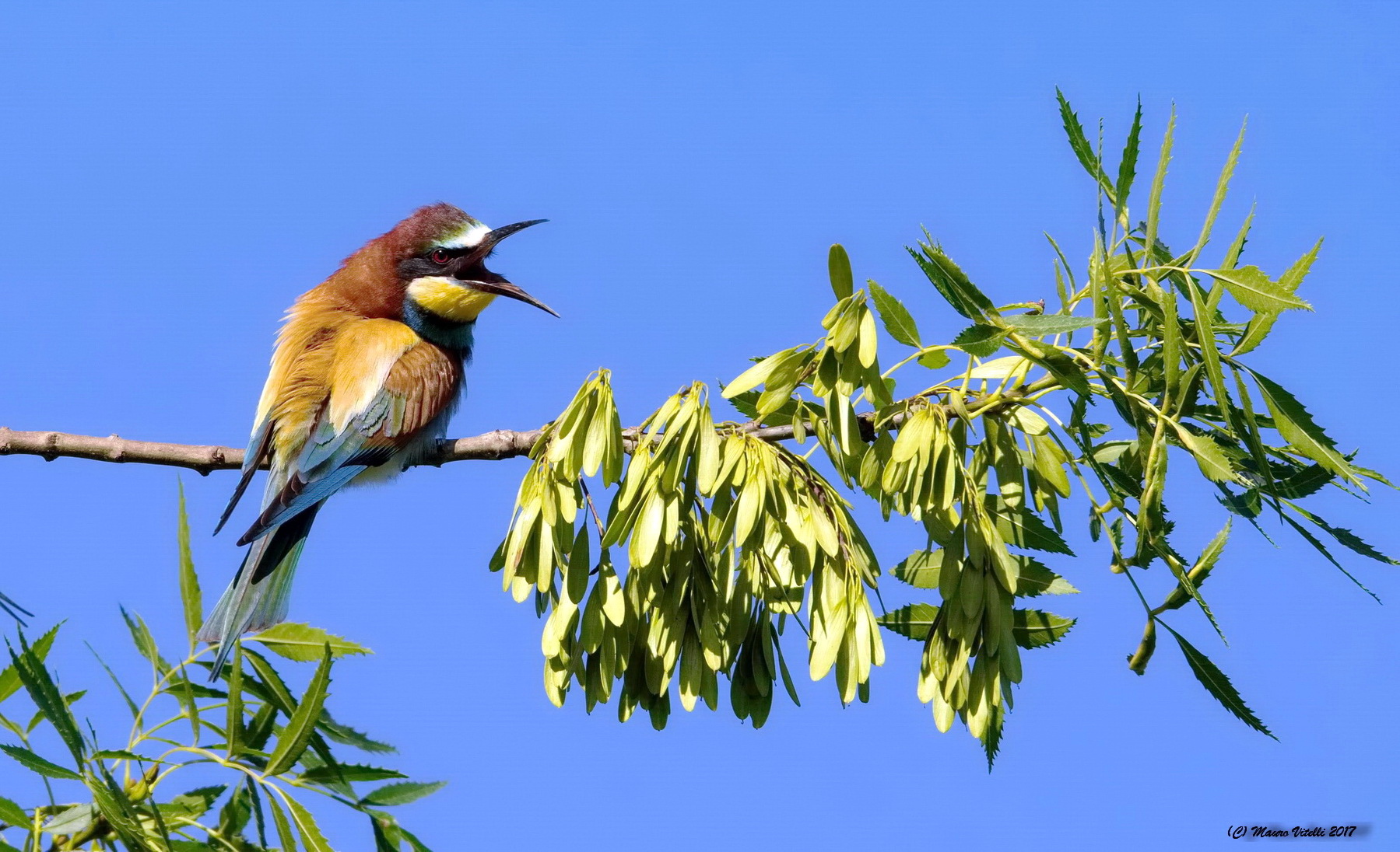 Gruccione Incavolato