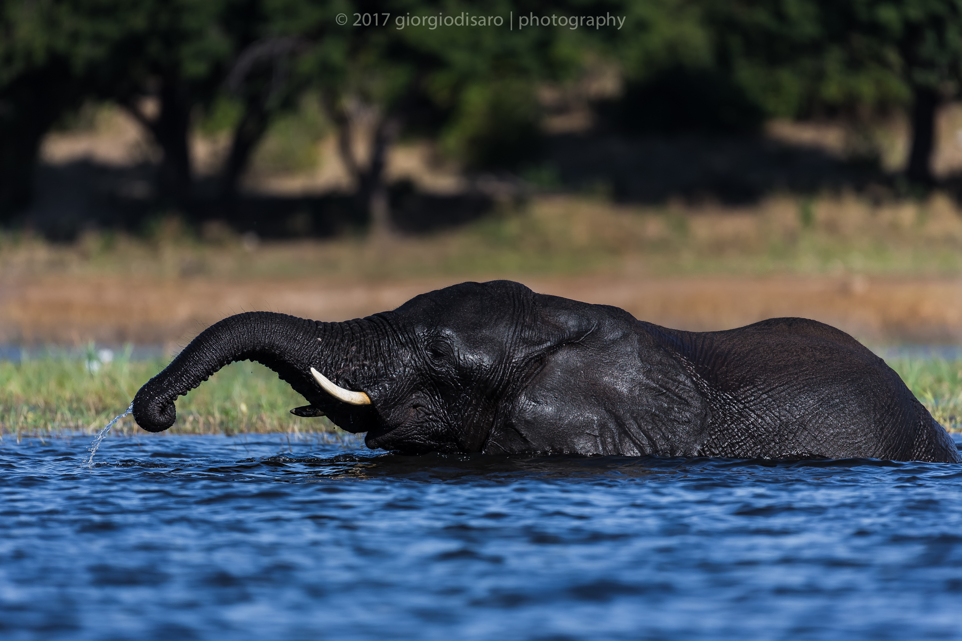 Swim in the Chobe River
