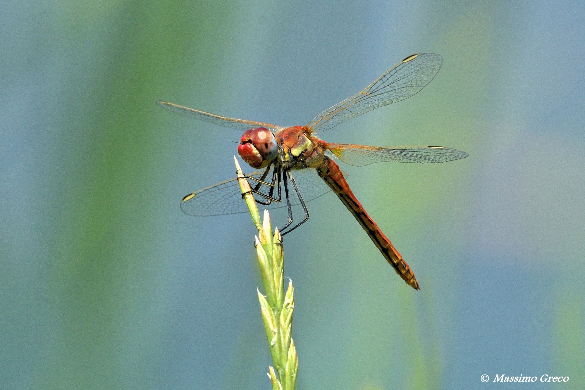 Sympetrum fonscolombii (Maschio)
