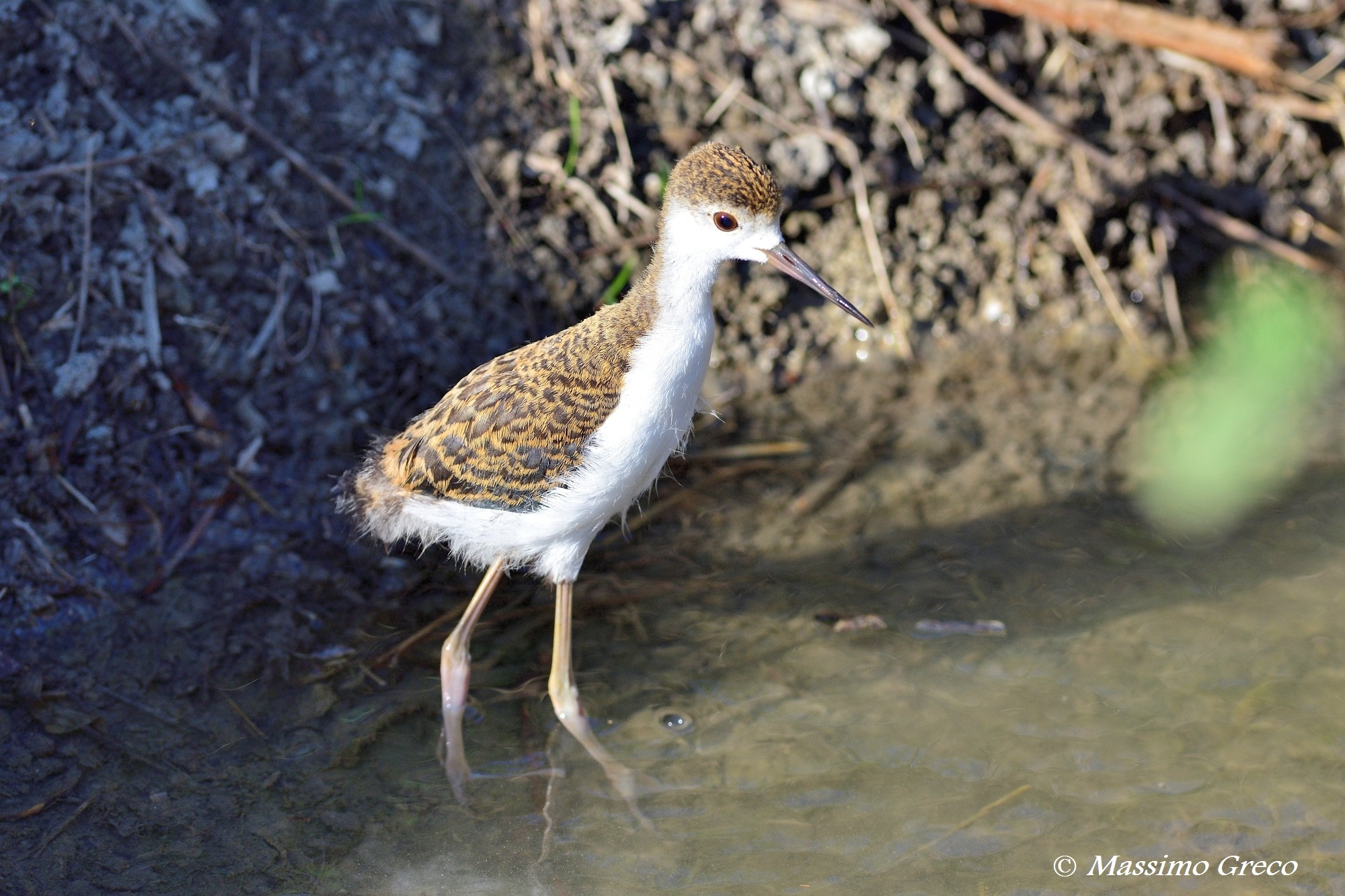 Giovane Cavaliere d'Italia