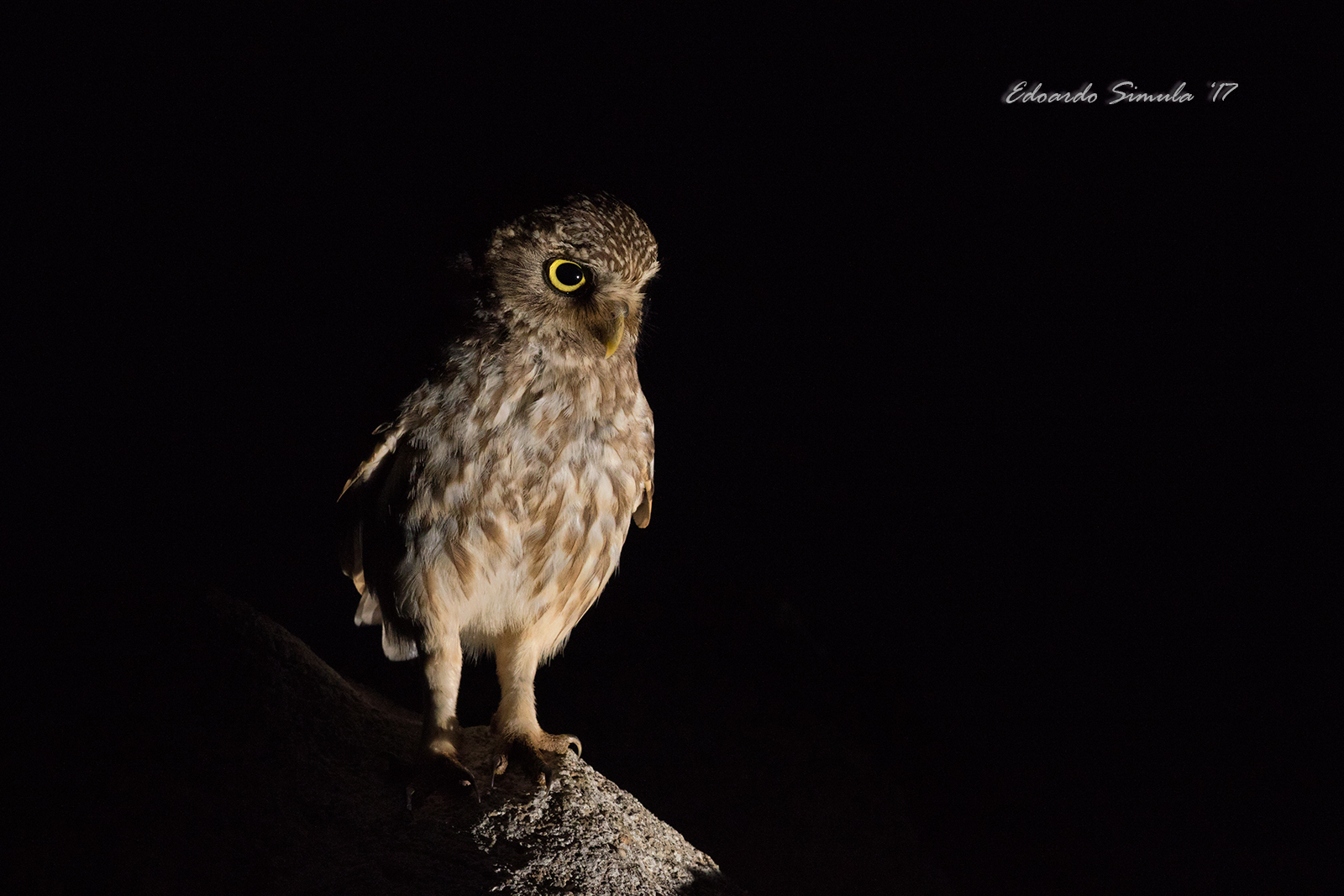 Owl in the darkness