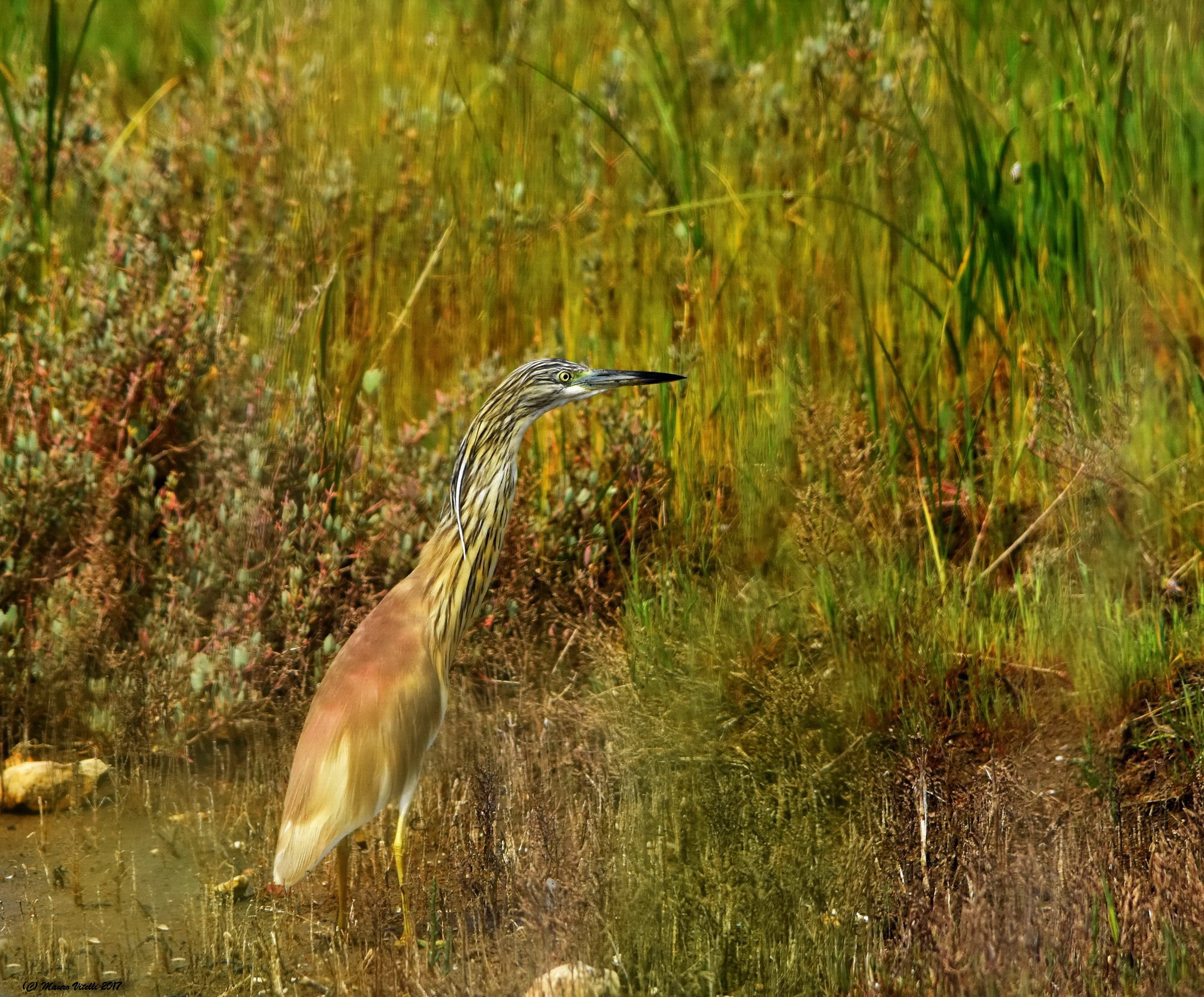 Sgarza Ciuffetto ambientata