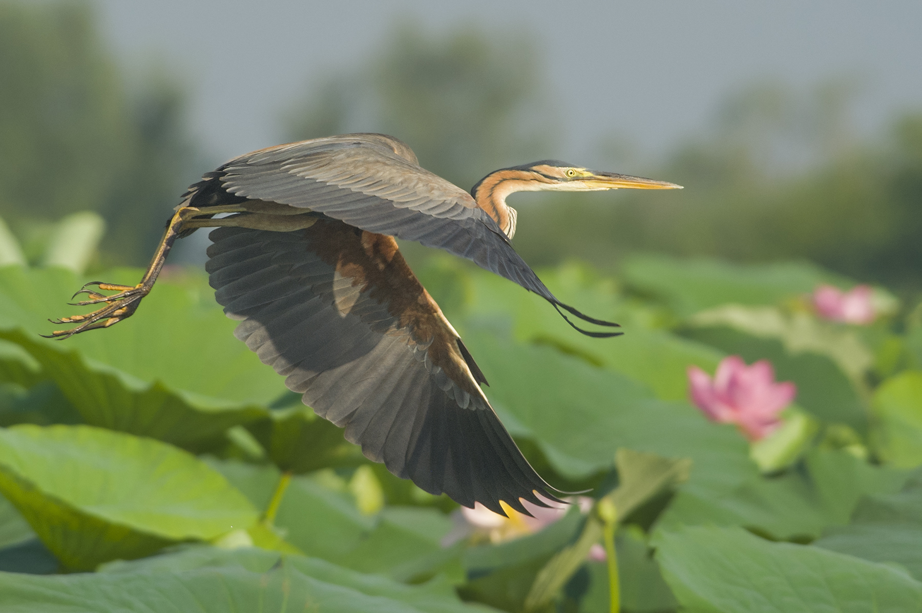 Airone rosso in volo su fiori di loto