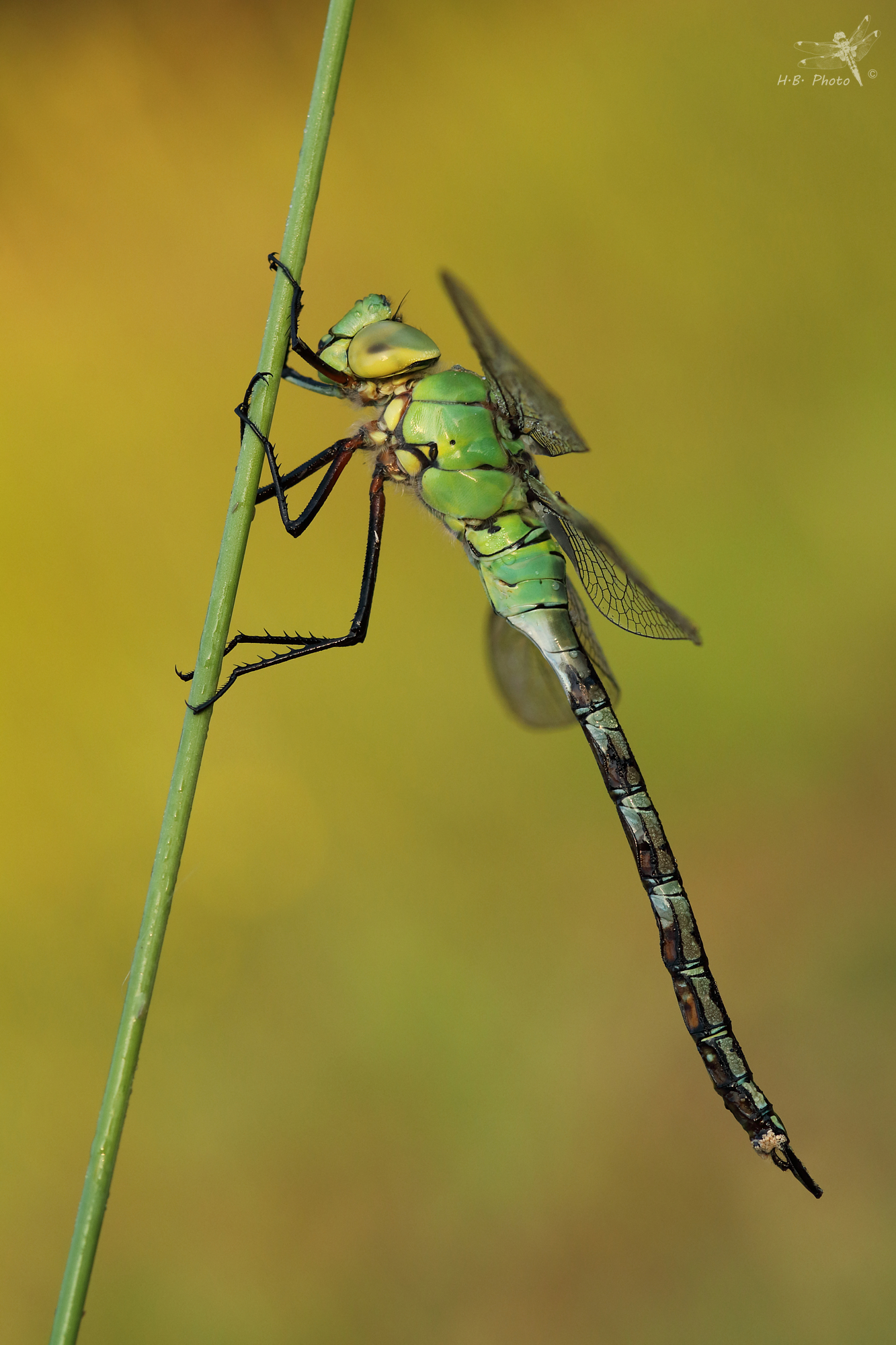 Imperatore Anax, maschio, neonato