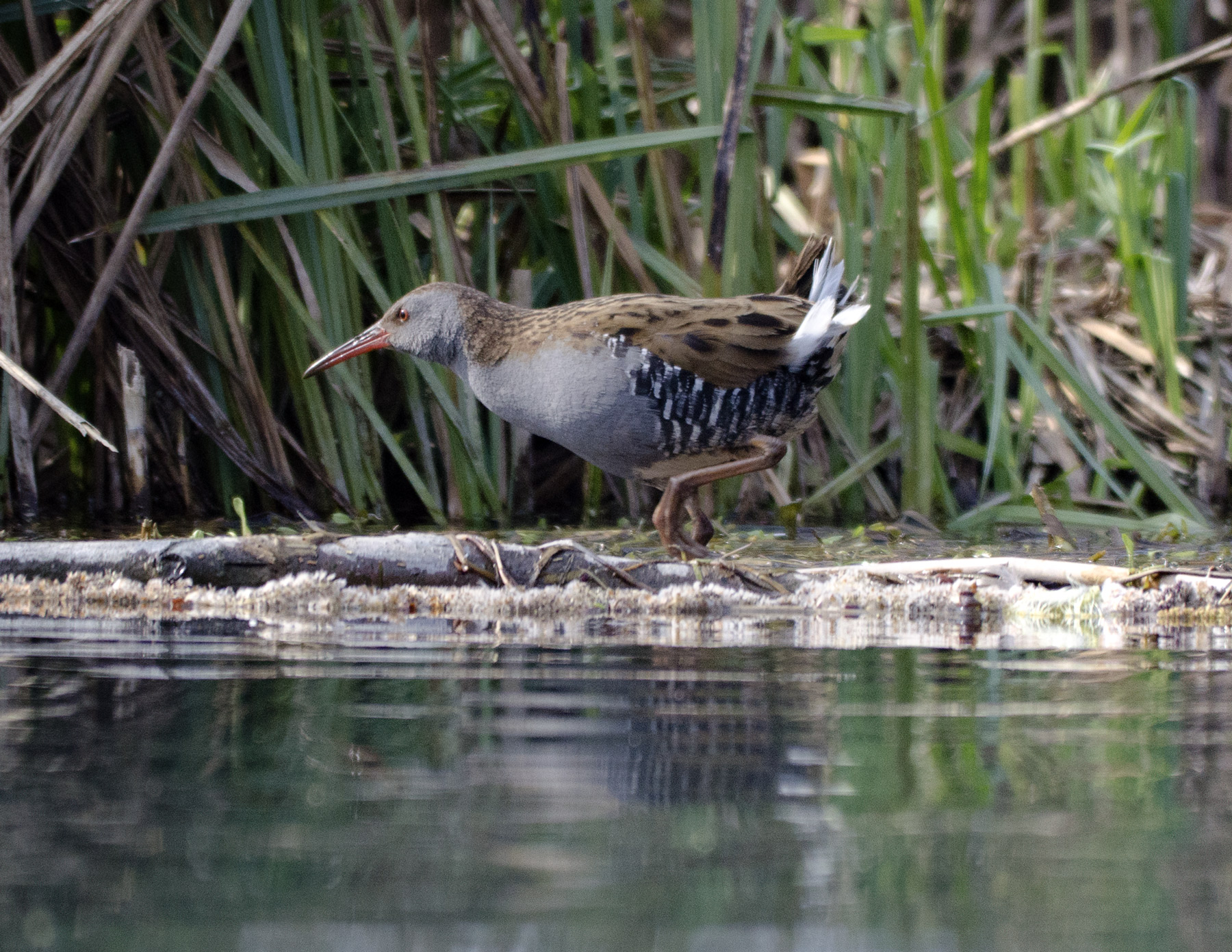 Water Rail