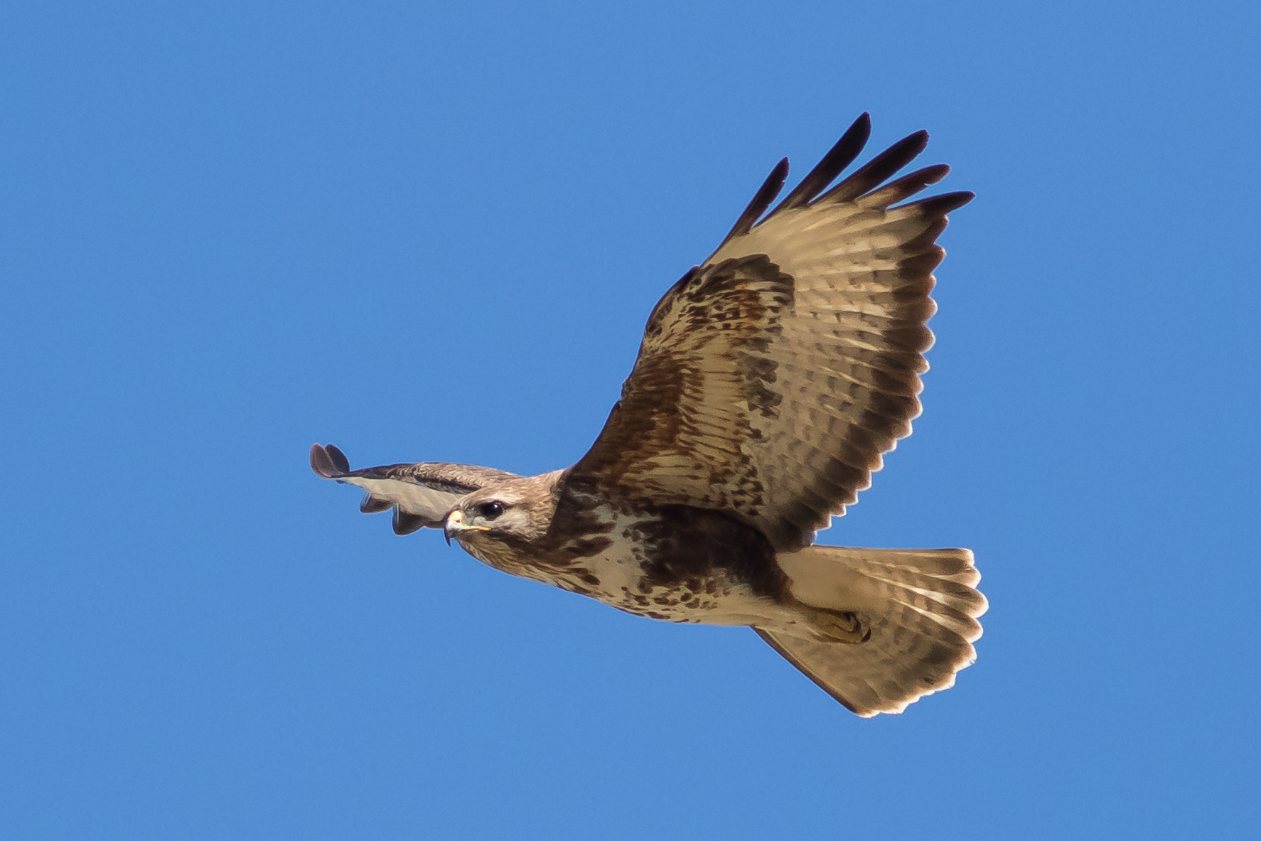 Buzzard