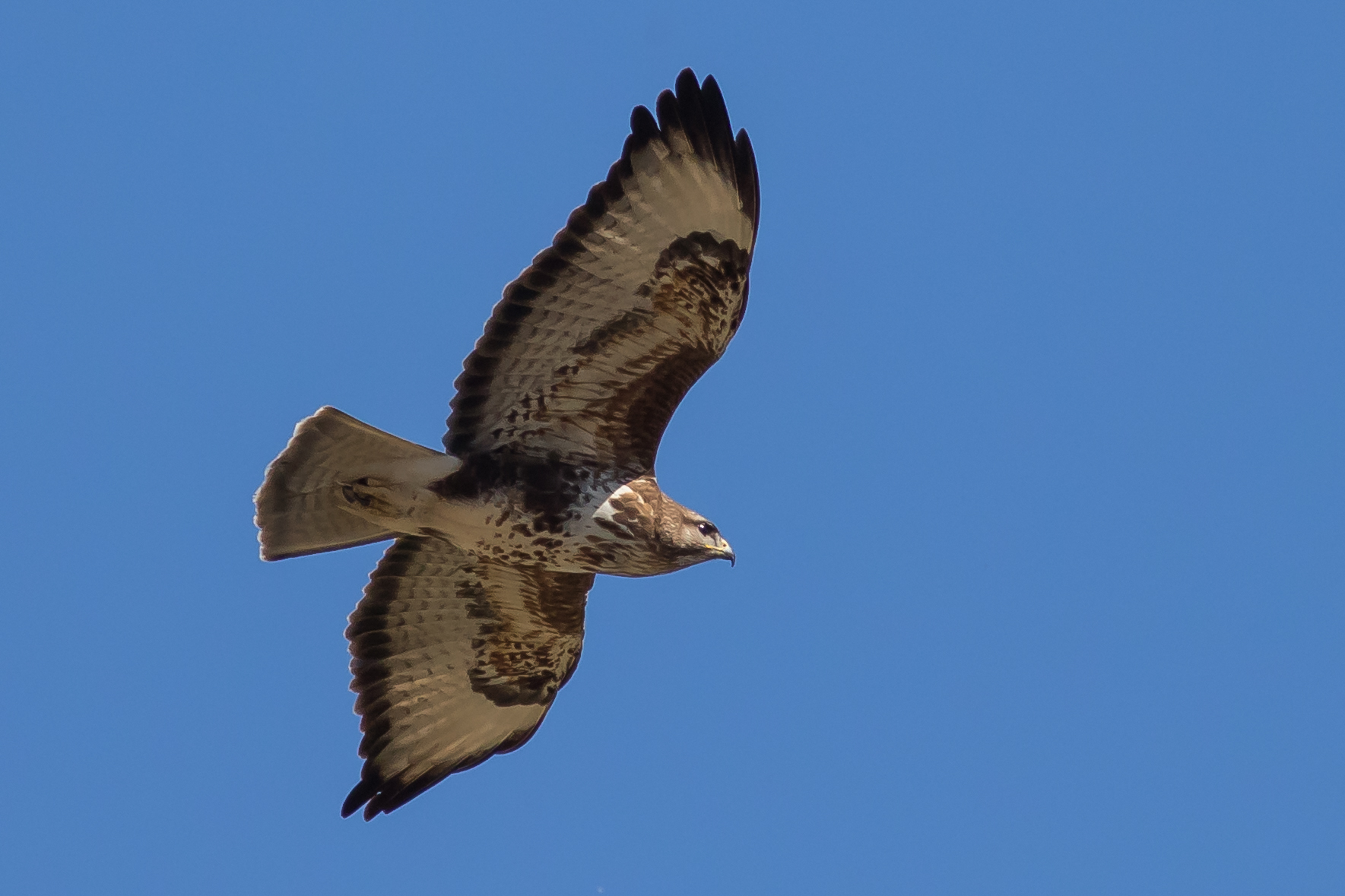 Buzzard