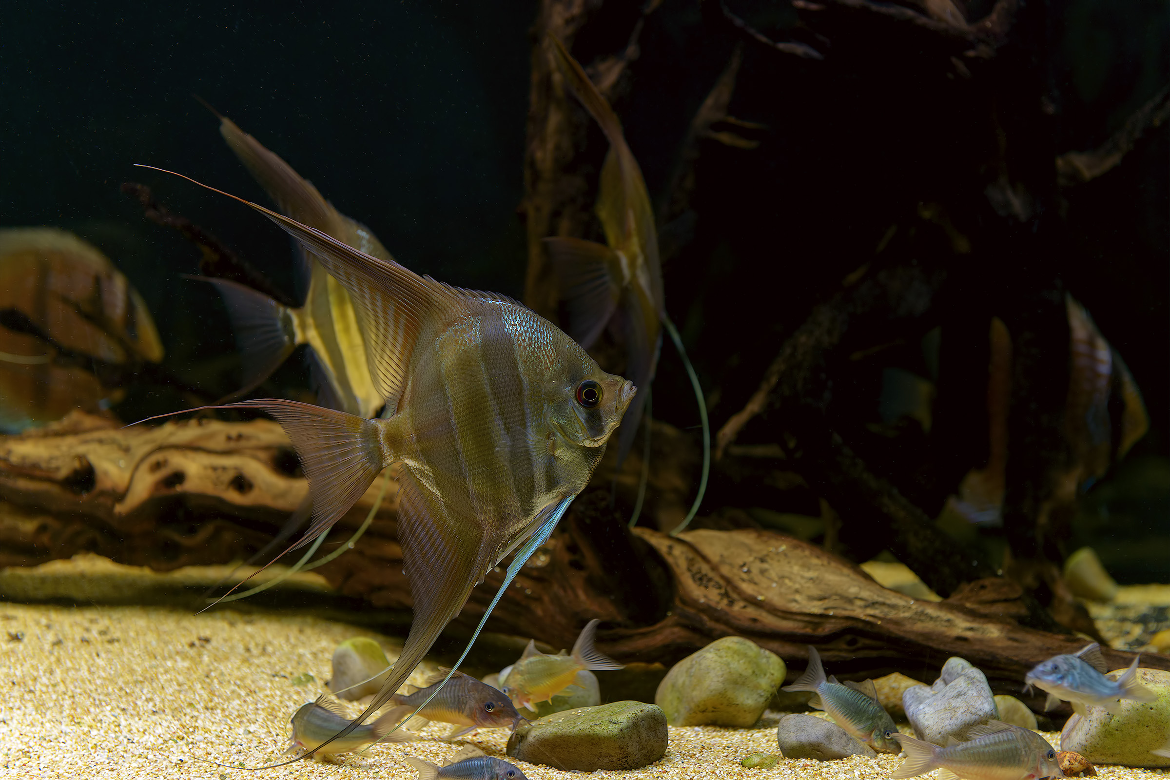 Pterophyllum altum