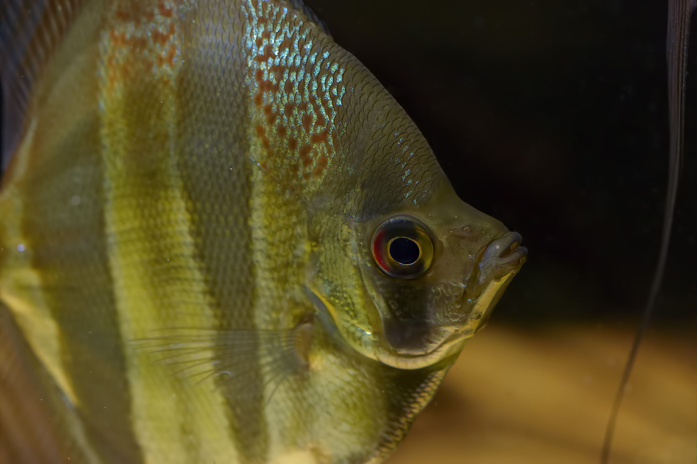 Pterophyllum altum