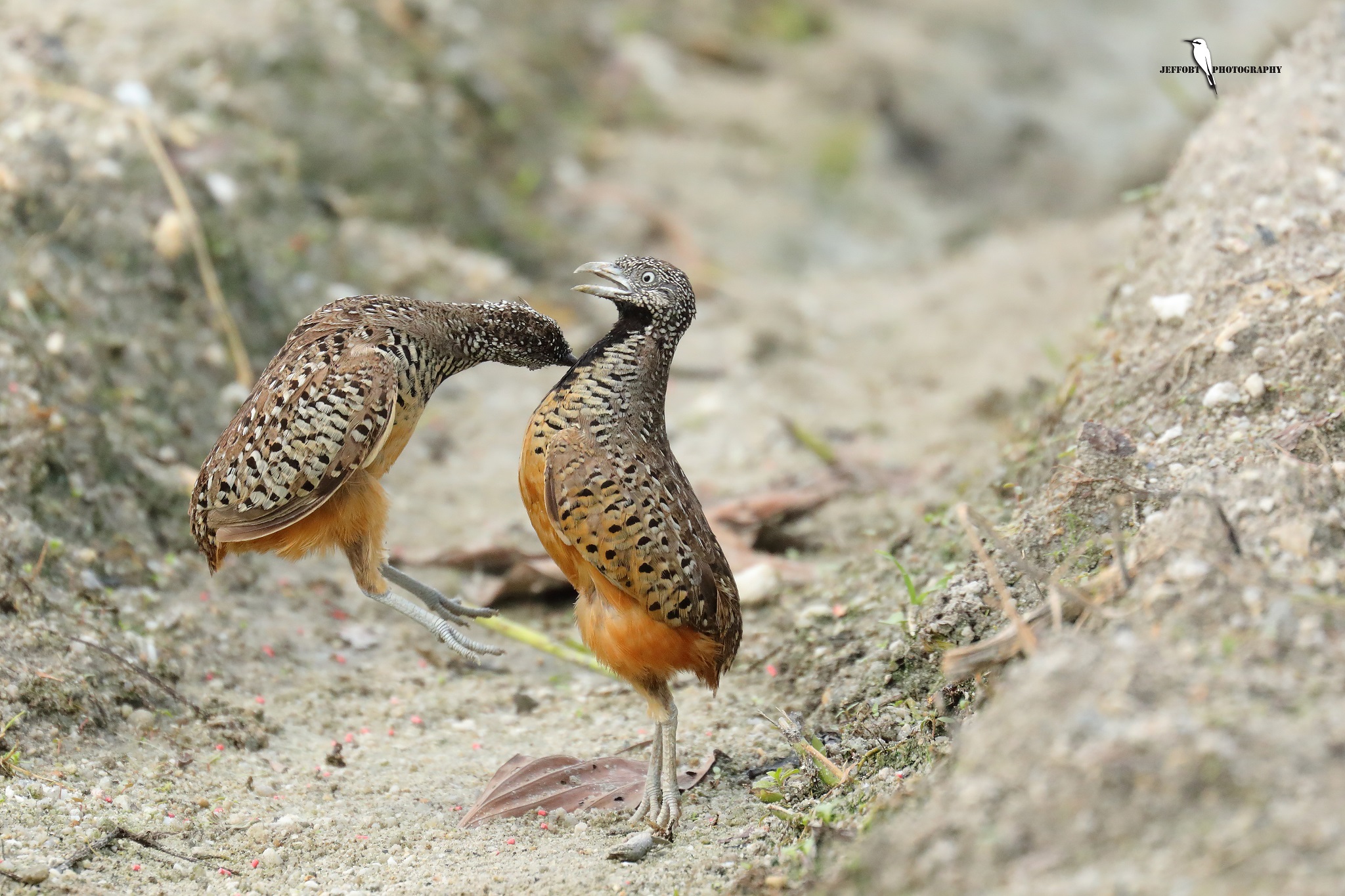 Barred Buttonquail fighting