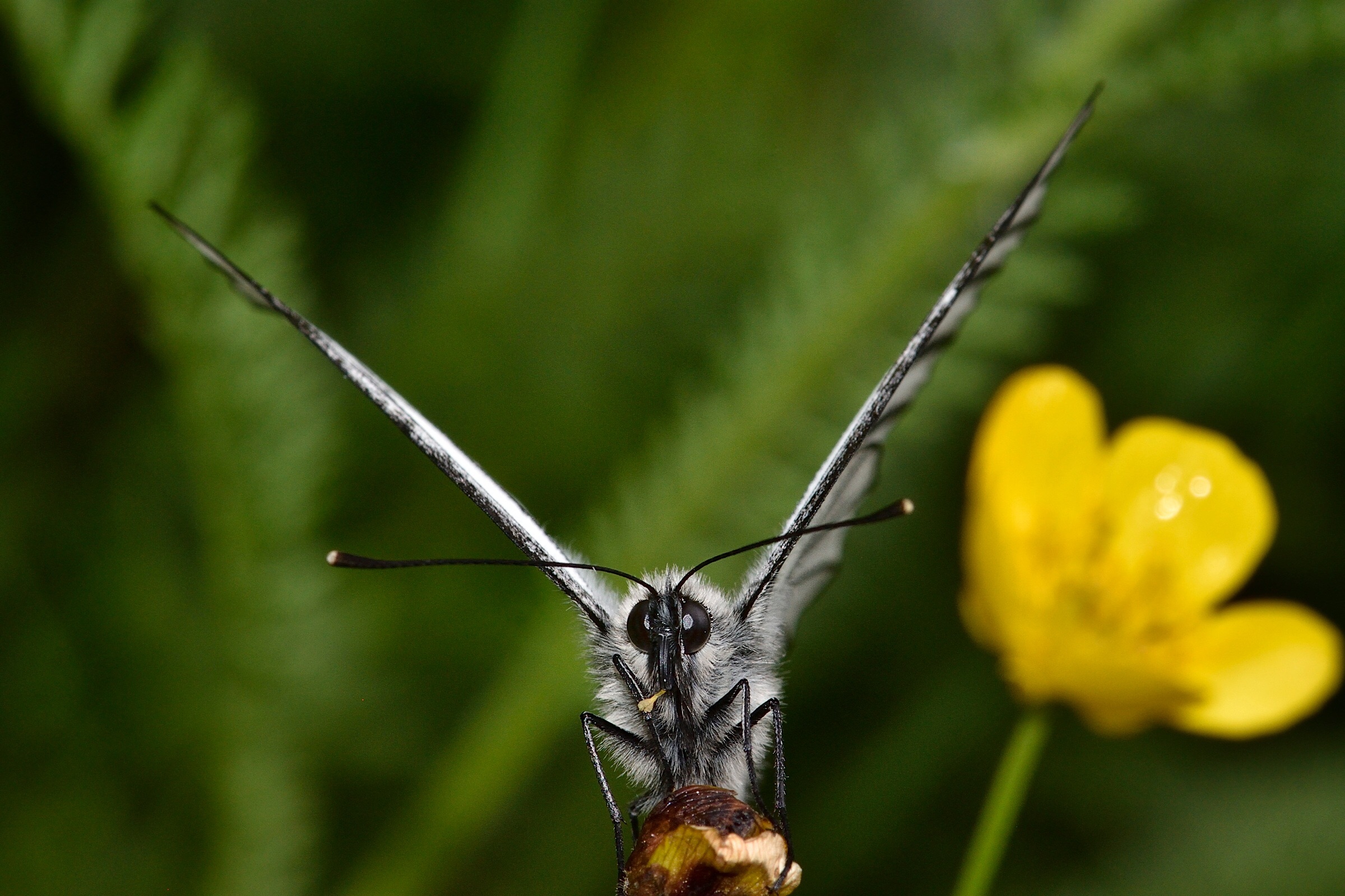 Aporia Crataegi colse up ...