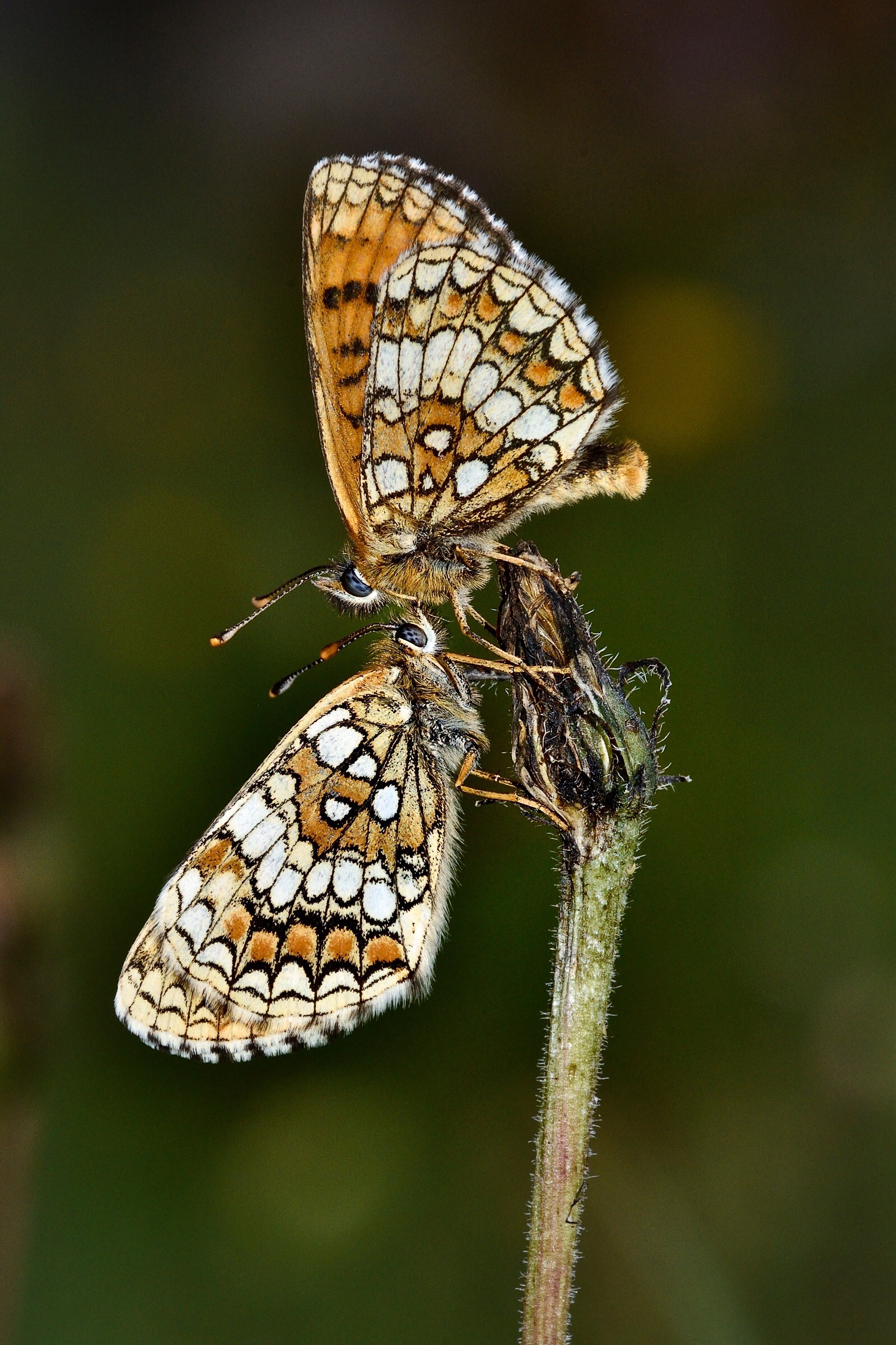 Melitae in vertical ...
