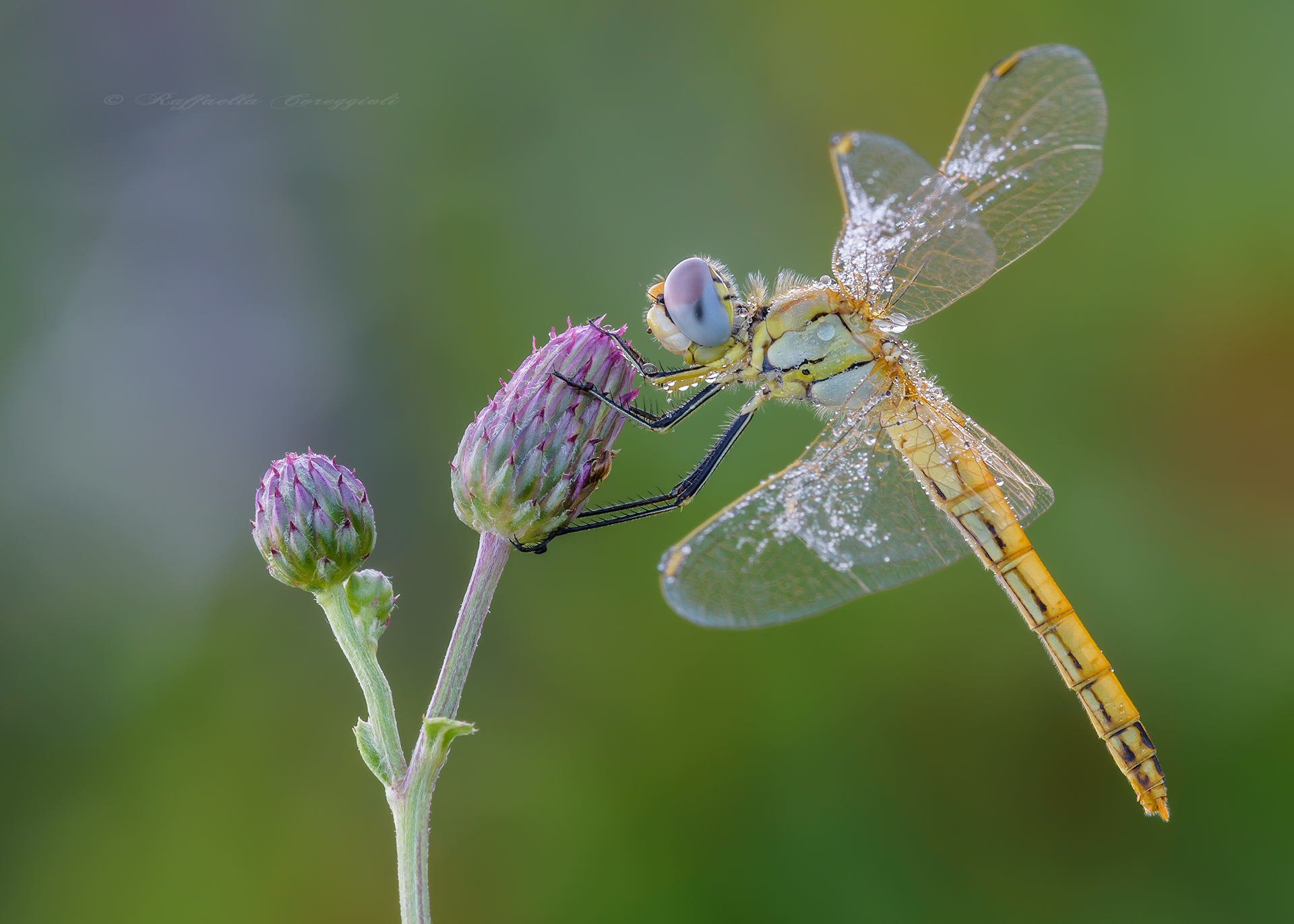 Sympetrum fonscolombii