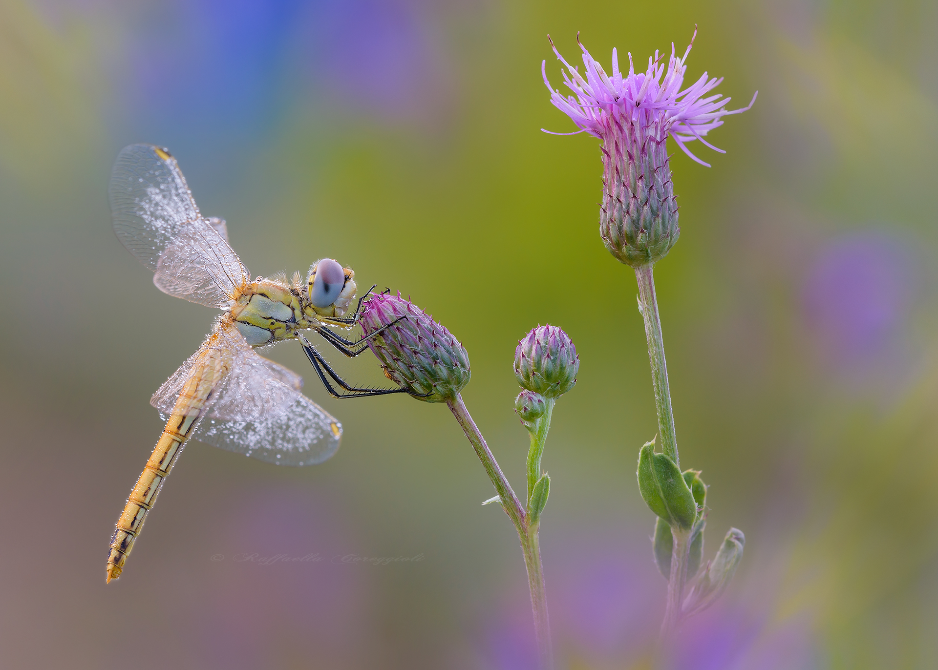 Sympetrum fonscolombii