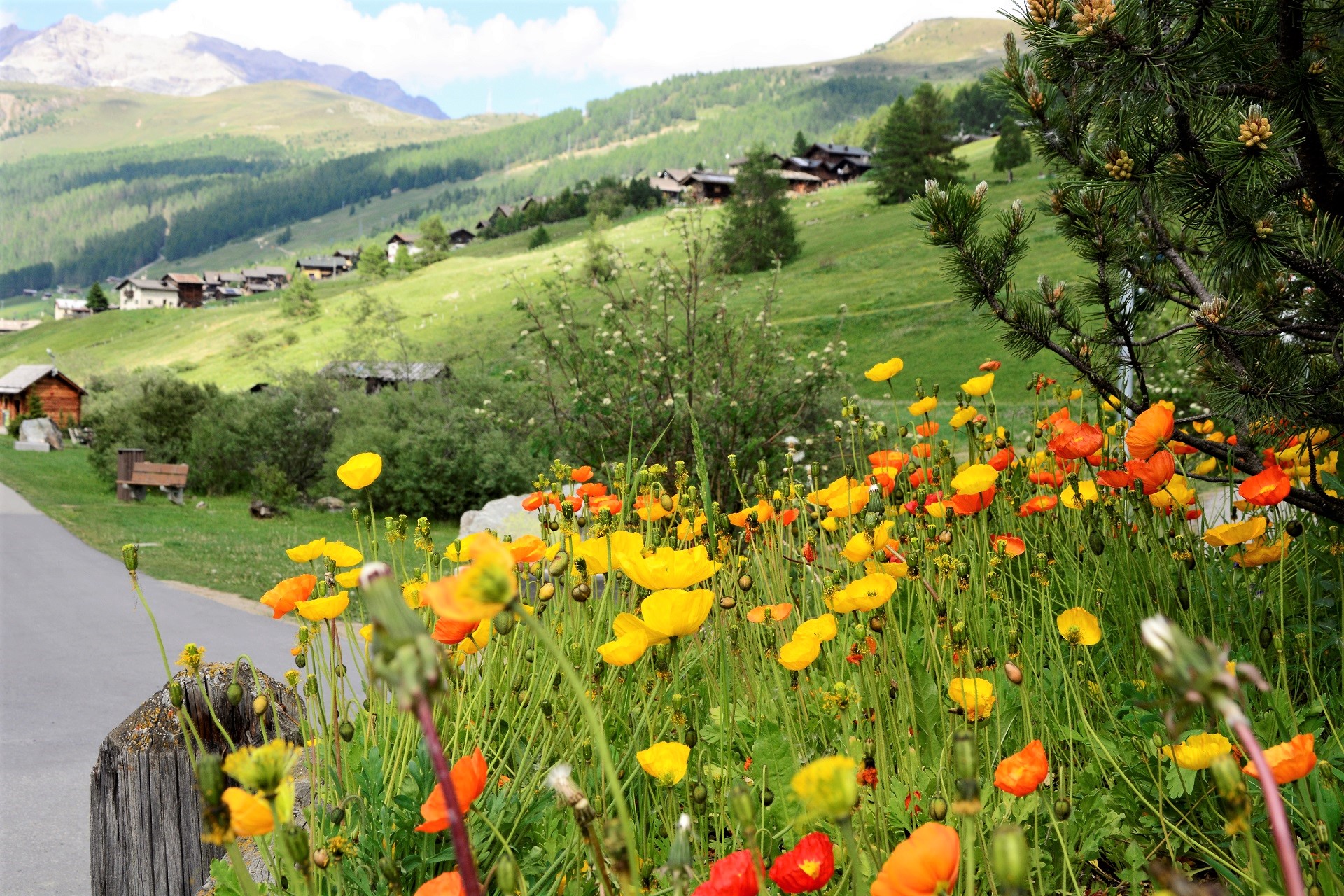 Poppies to livigno