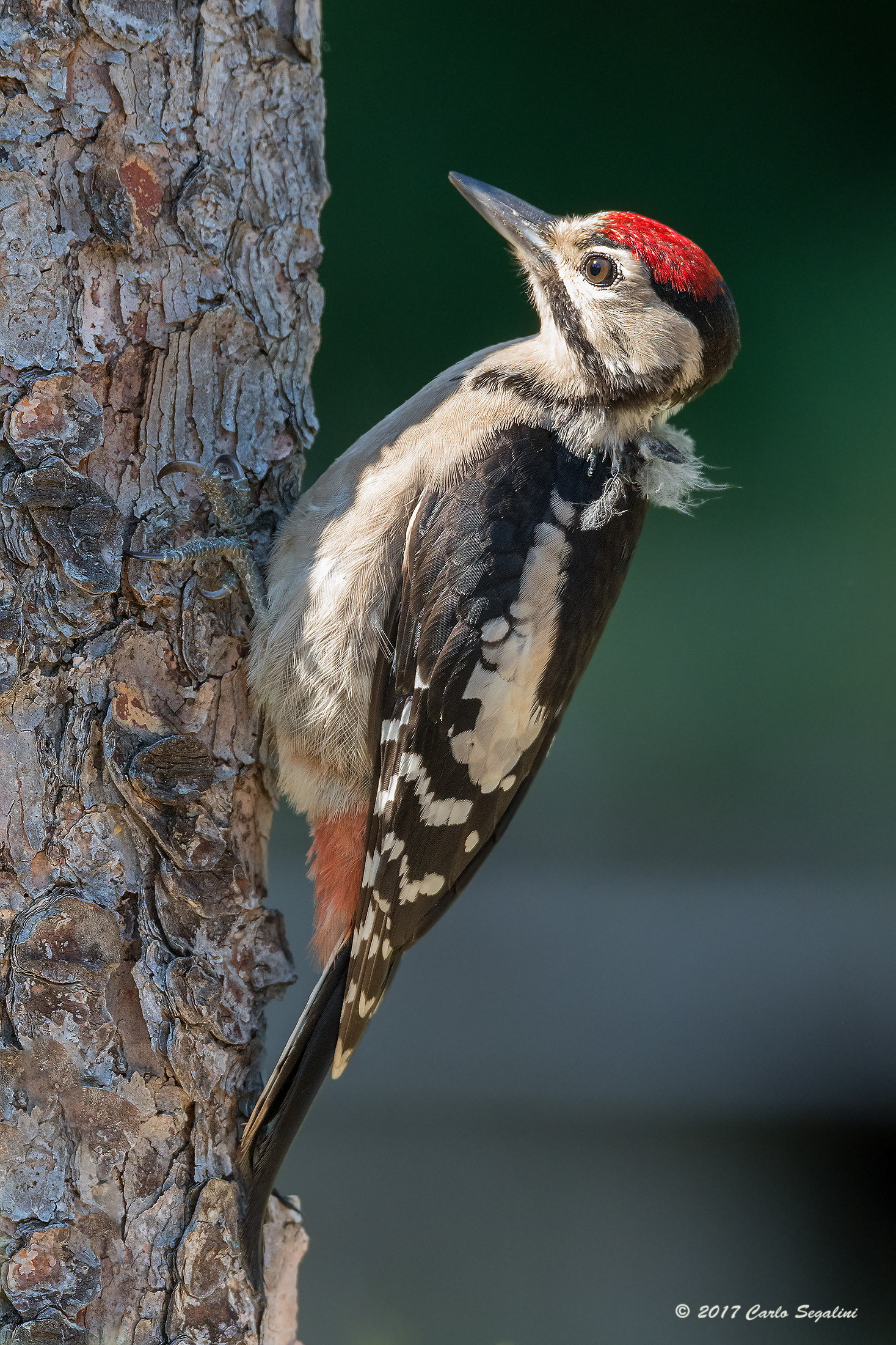 Picchio rosso maggiore