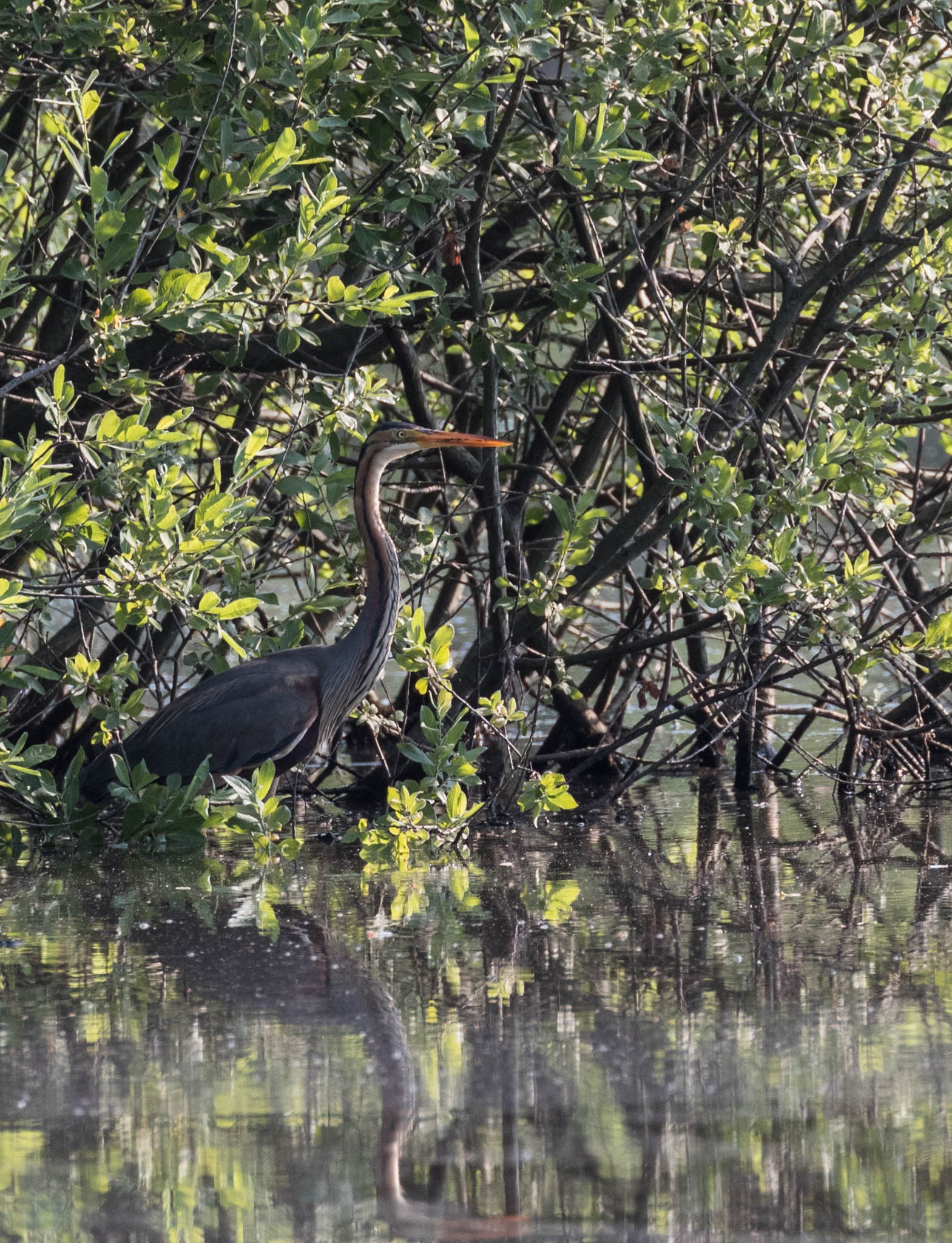 Red Heron