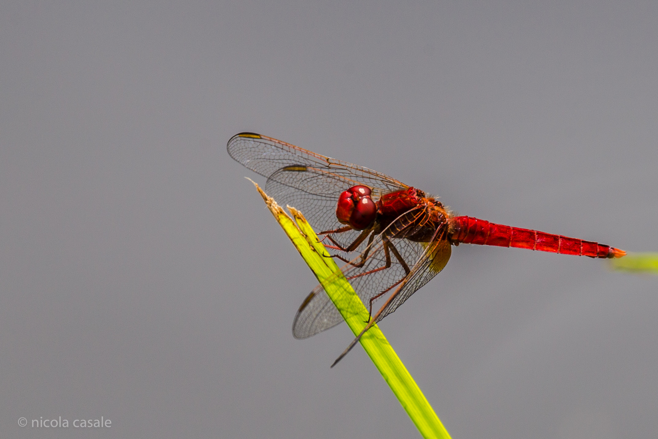 Red dragonfly
