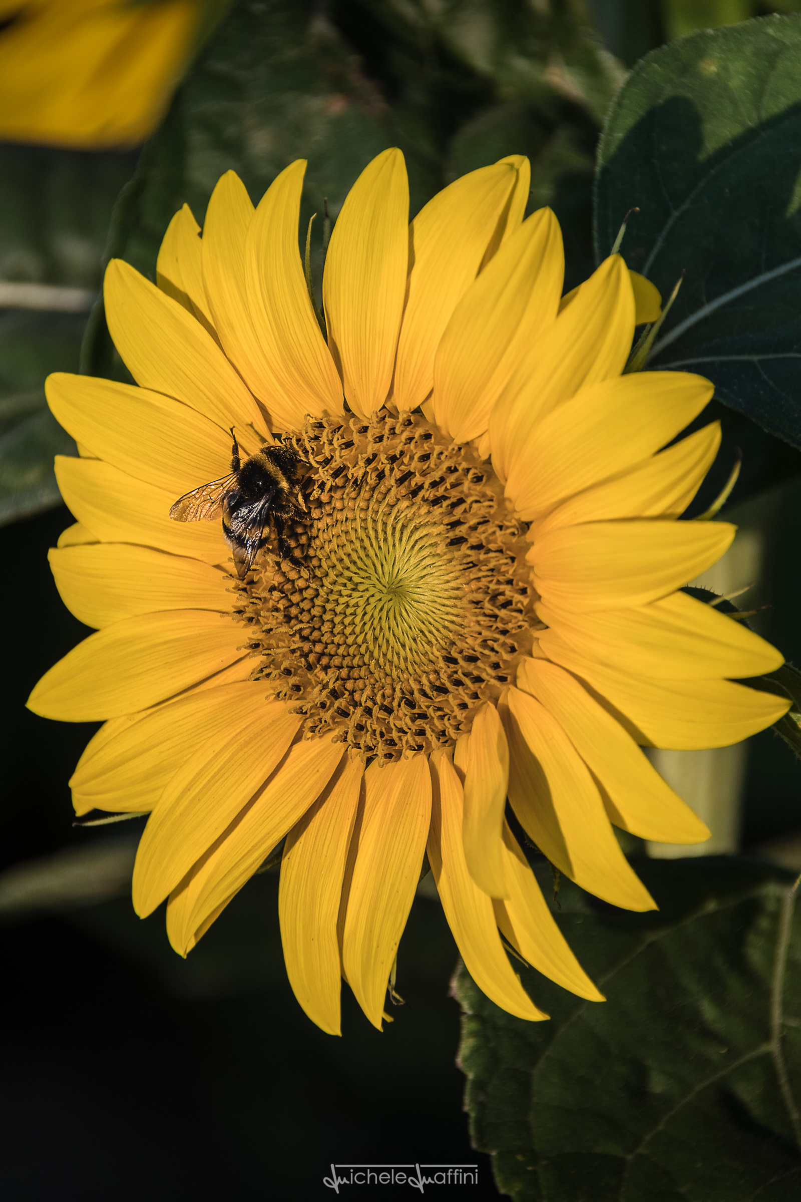 Great maneuvers on sunflower
