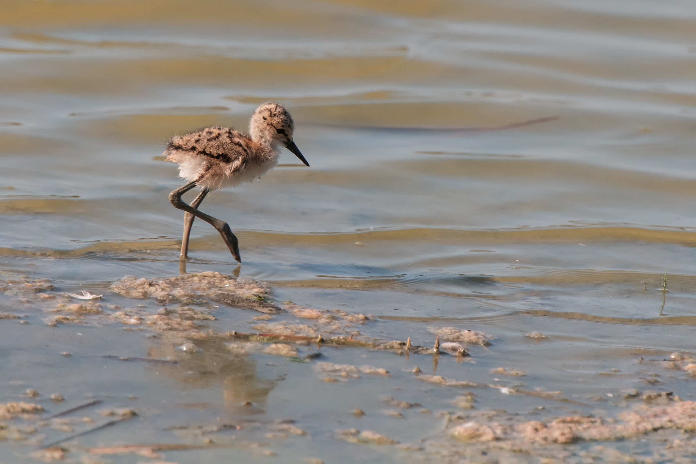 Un giorno sarò Cavaliere
