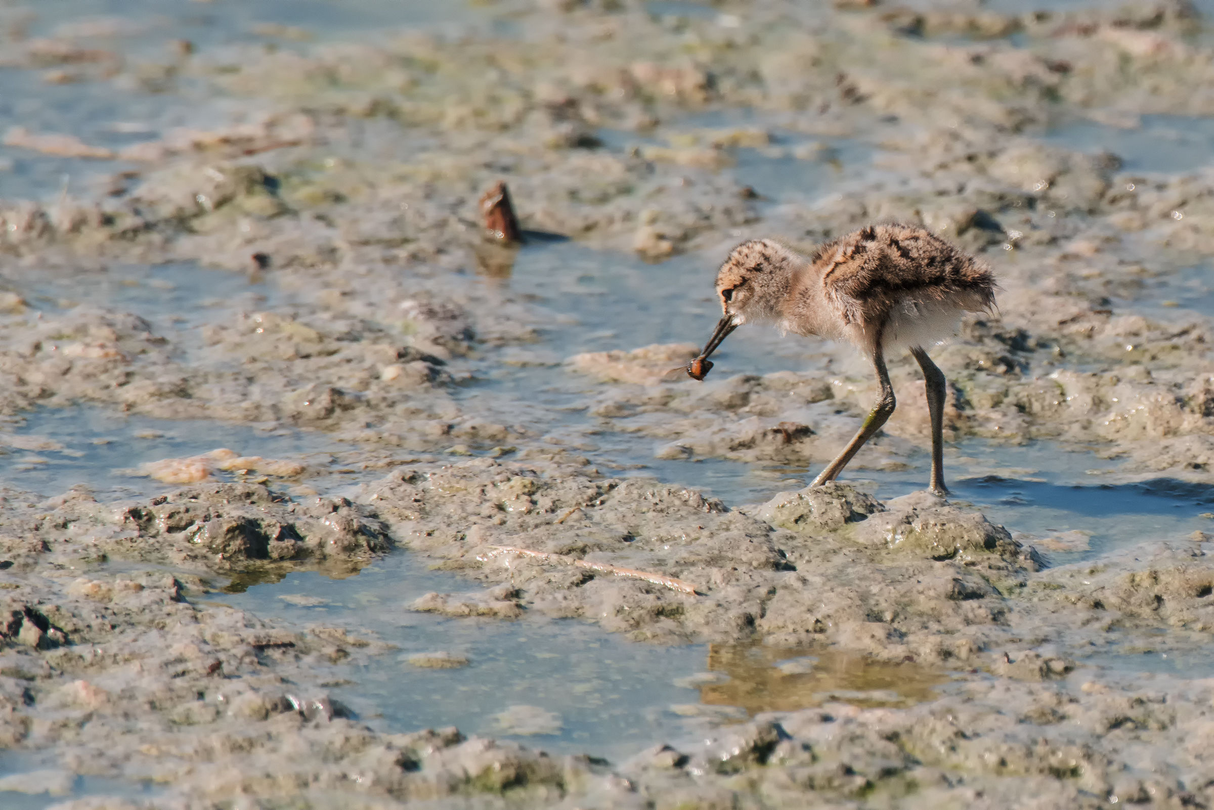 The first prey of the mini-rider