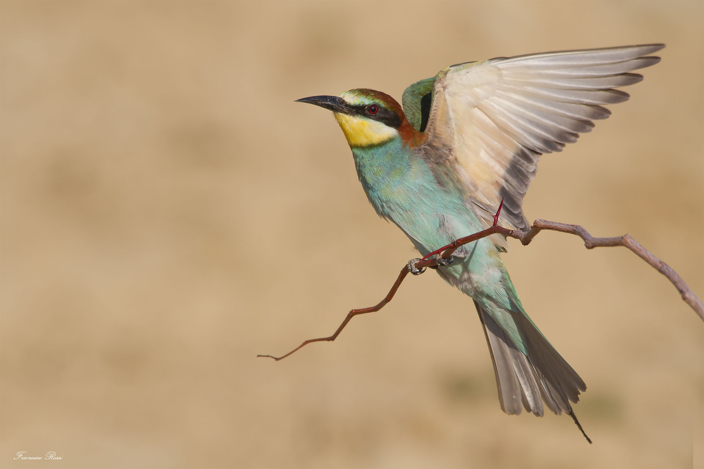 Bee eater