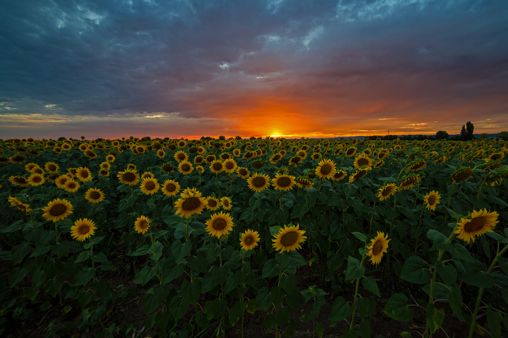 Sunflowers