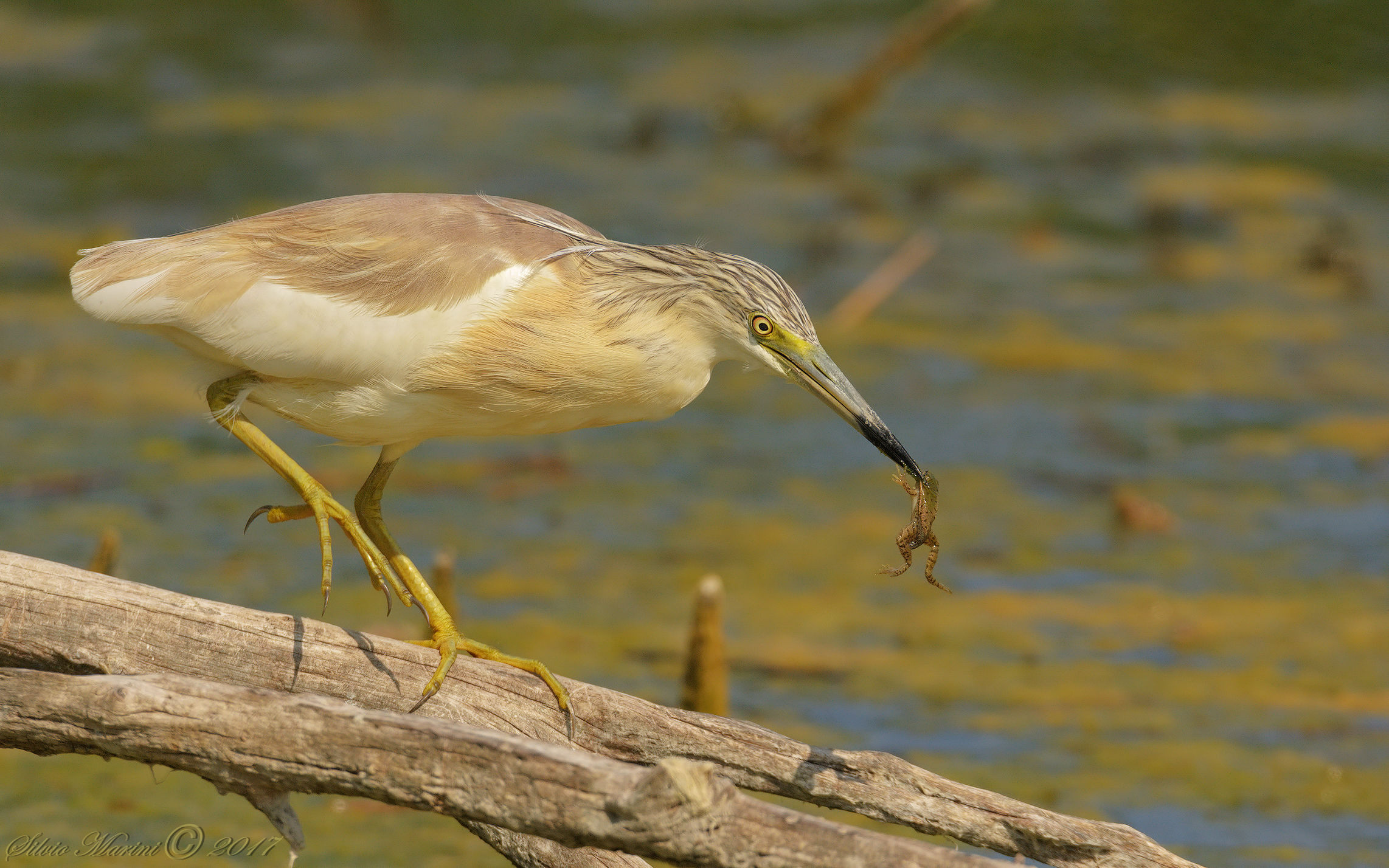 Sgarza ciuffetto (Ardeola ralloides )