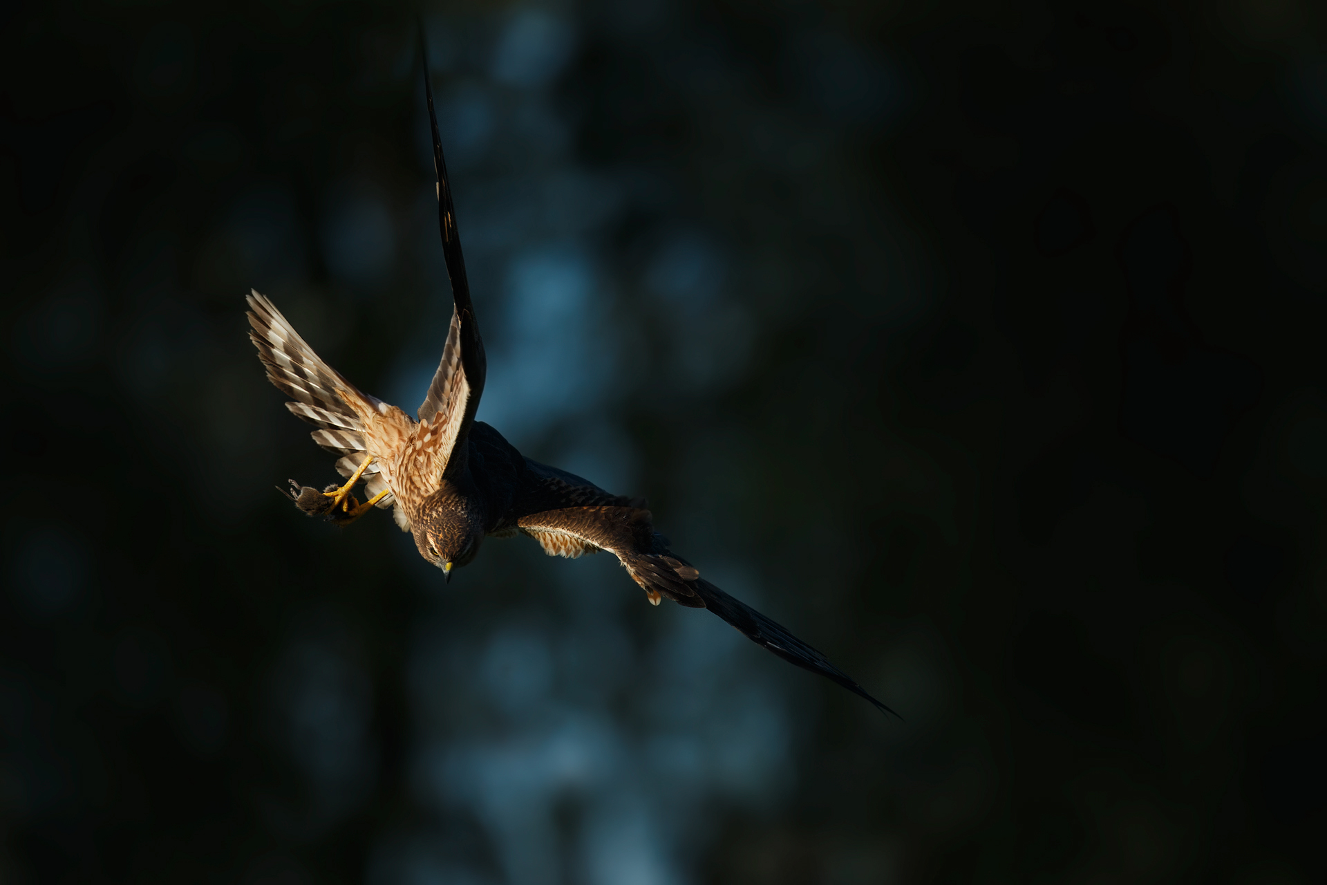 Female on arrival at nest with prey.