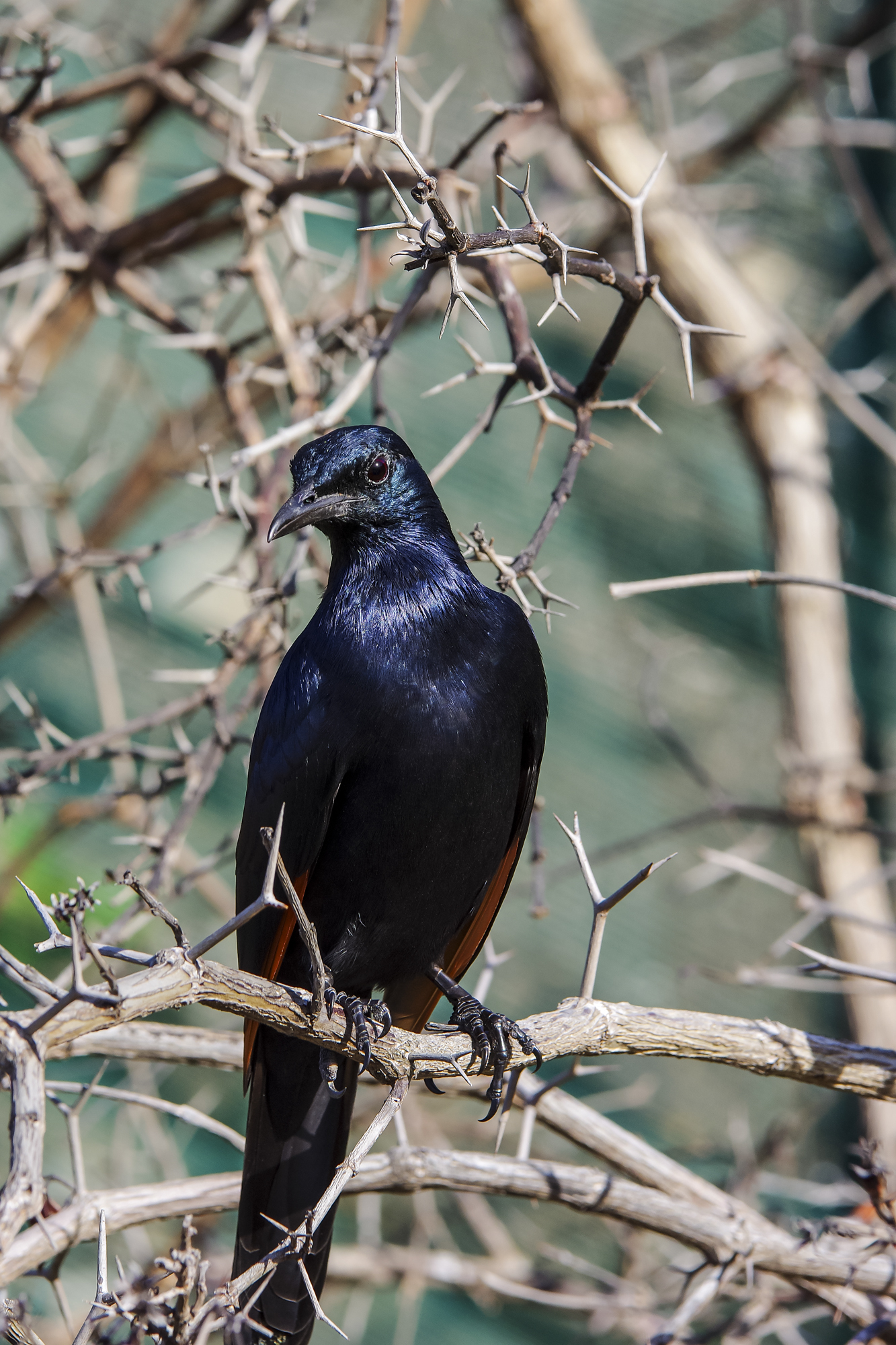 Red winged starling (Onychognathus morio)