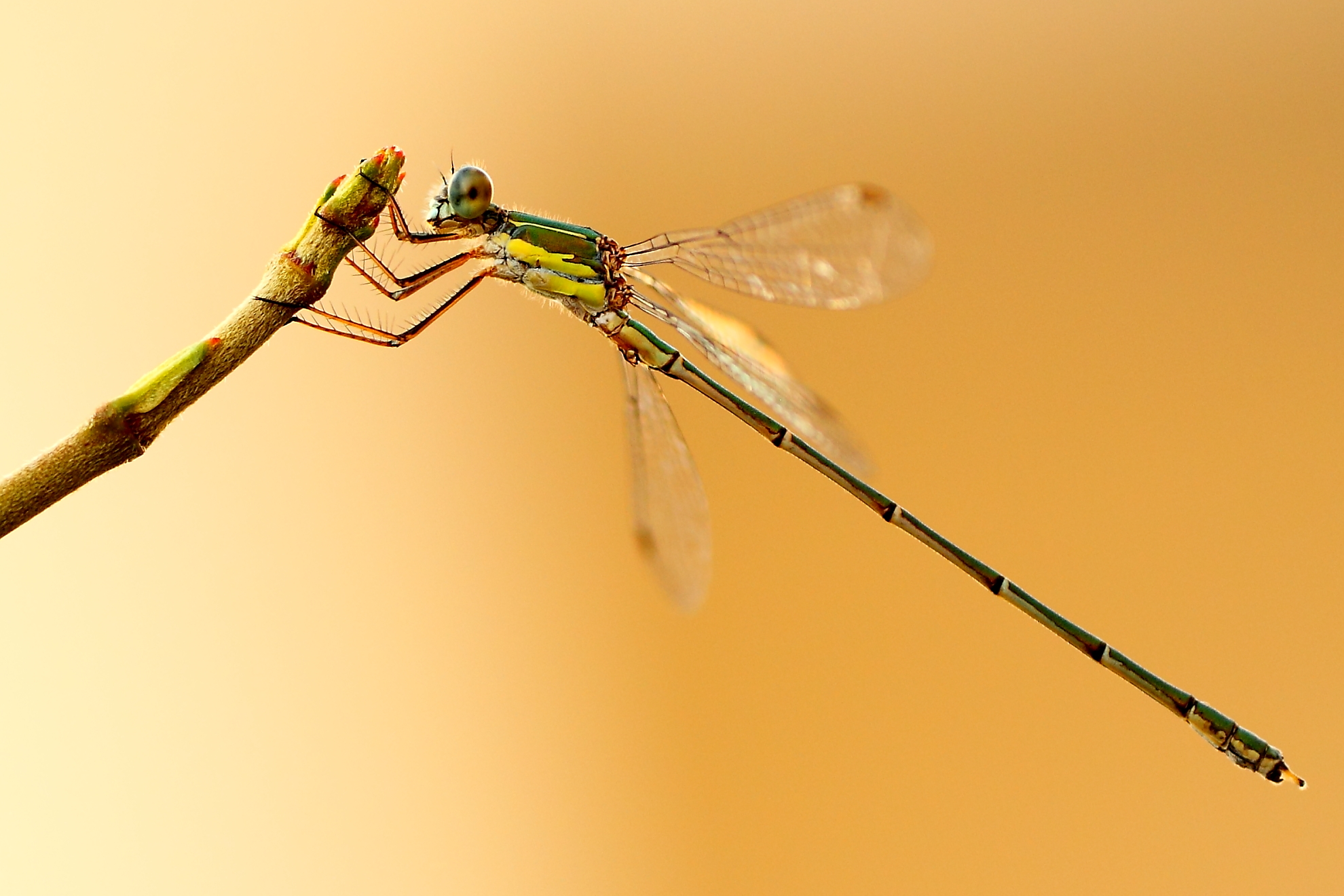 DRAGONFLY