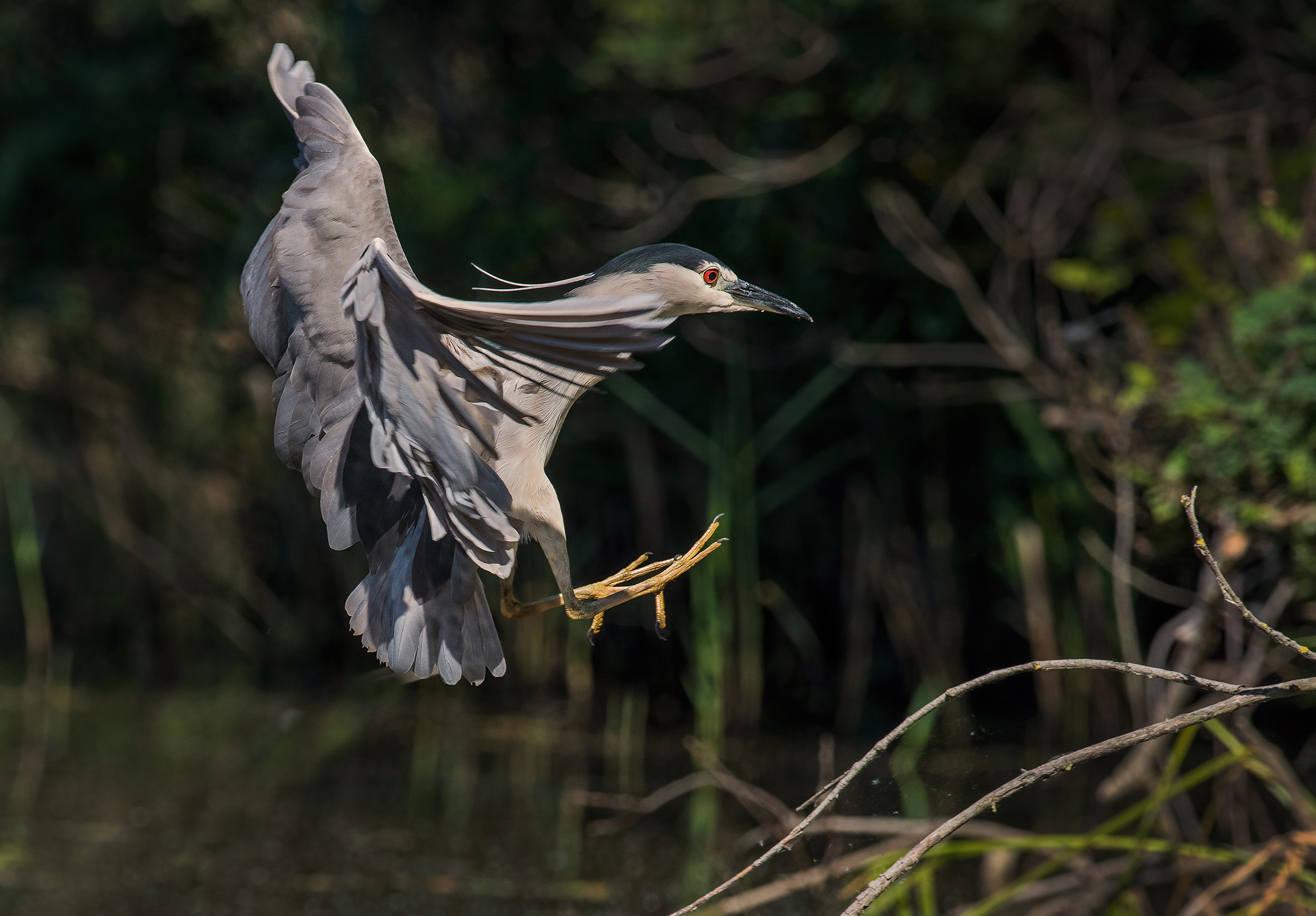 Night Heron