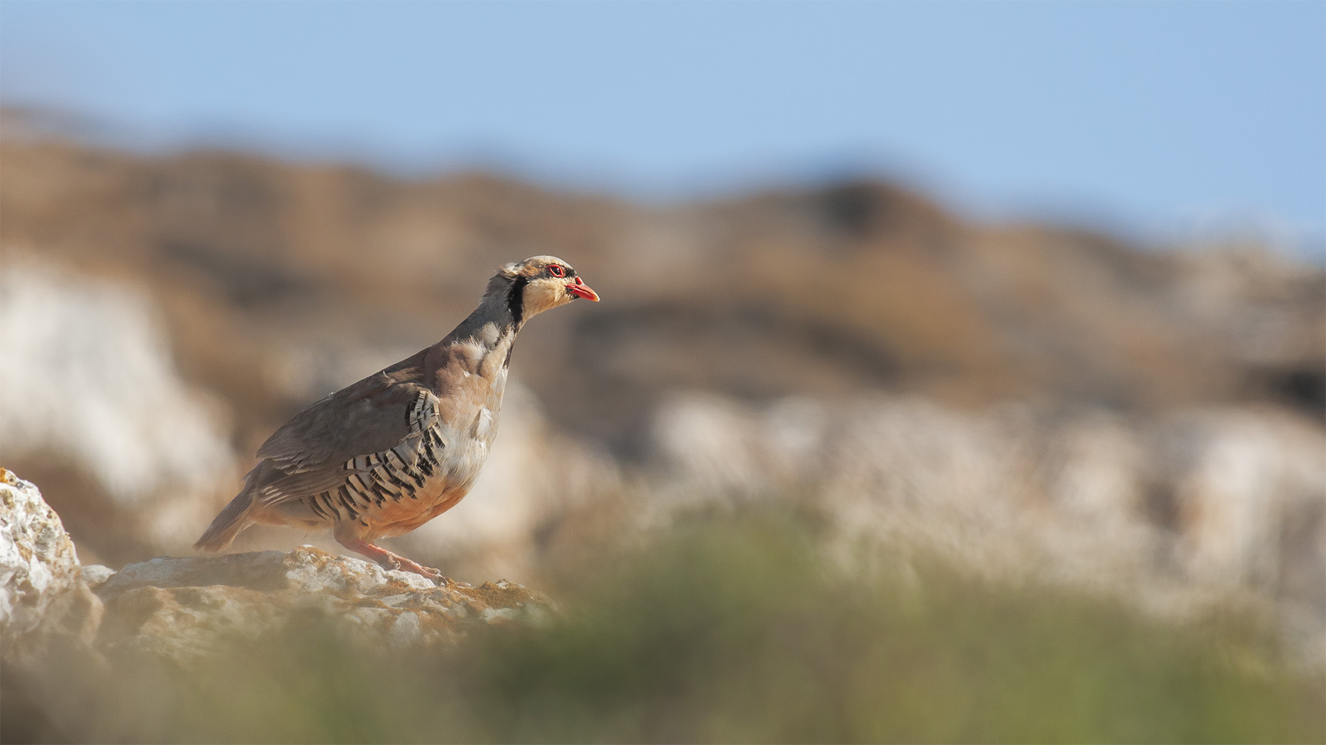 Ciukar - Coturnice orientale
