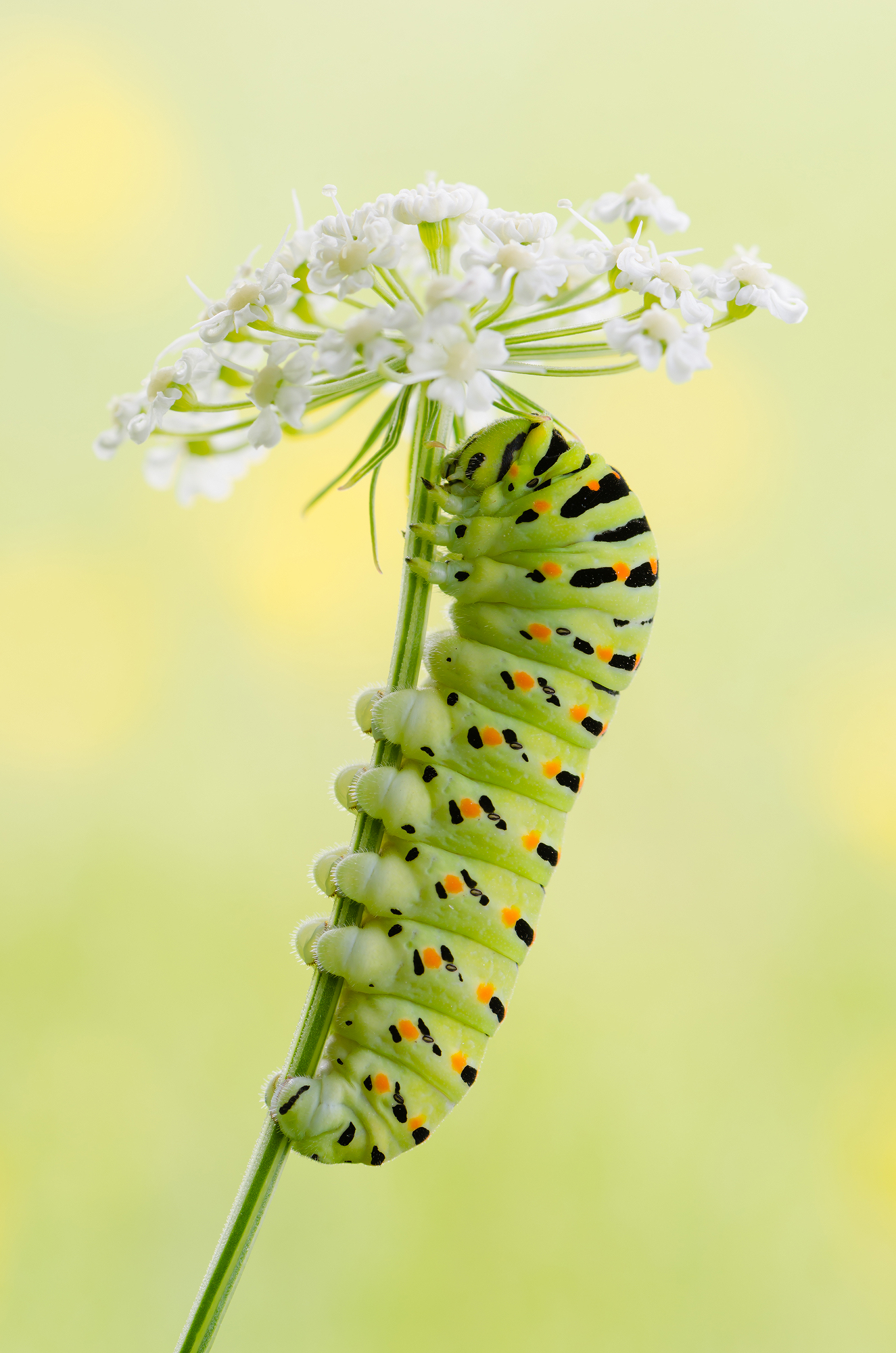 Papilio machaon
