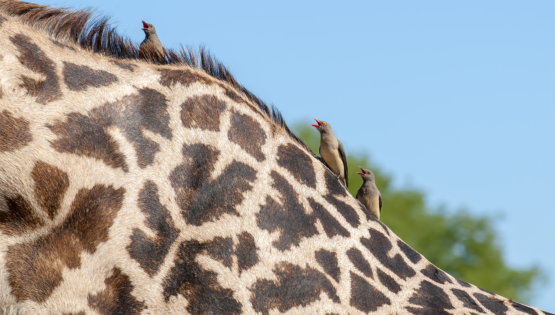 Red-billed Oxpecker